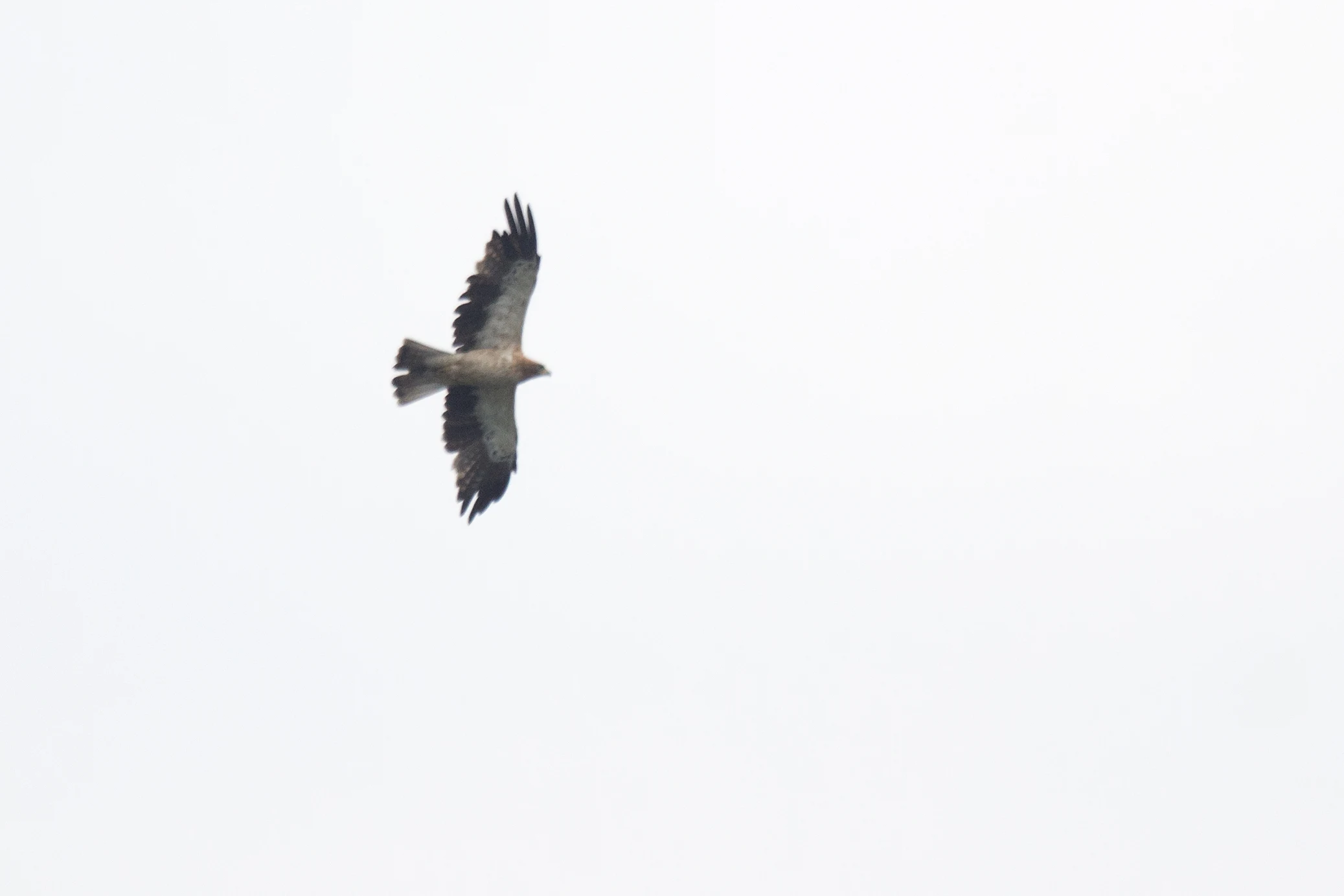 Booted Eagle, Kerala Backwaters, Kerala, India — photo by Jim Bennett