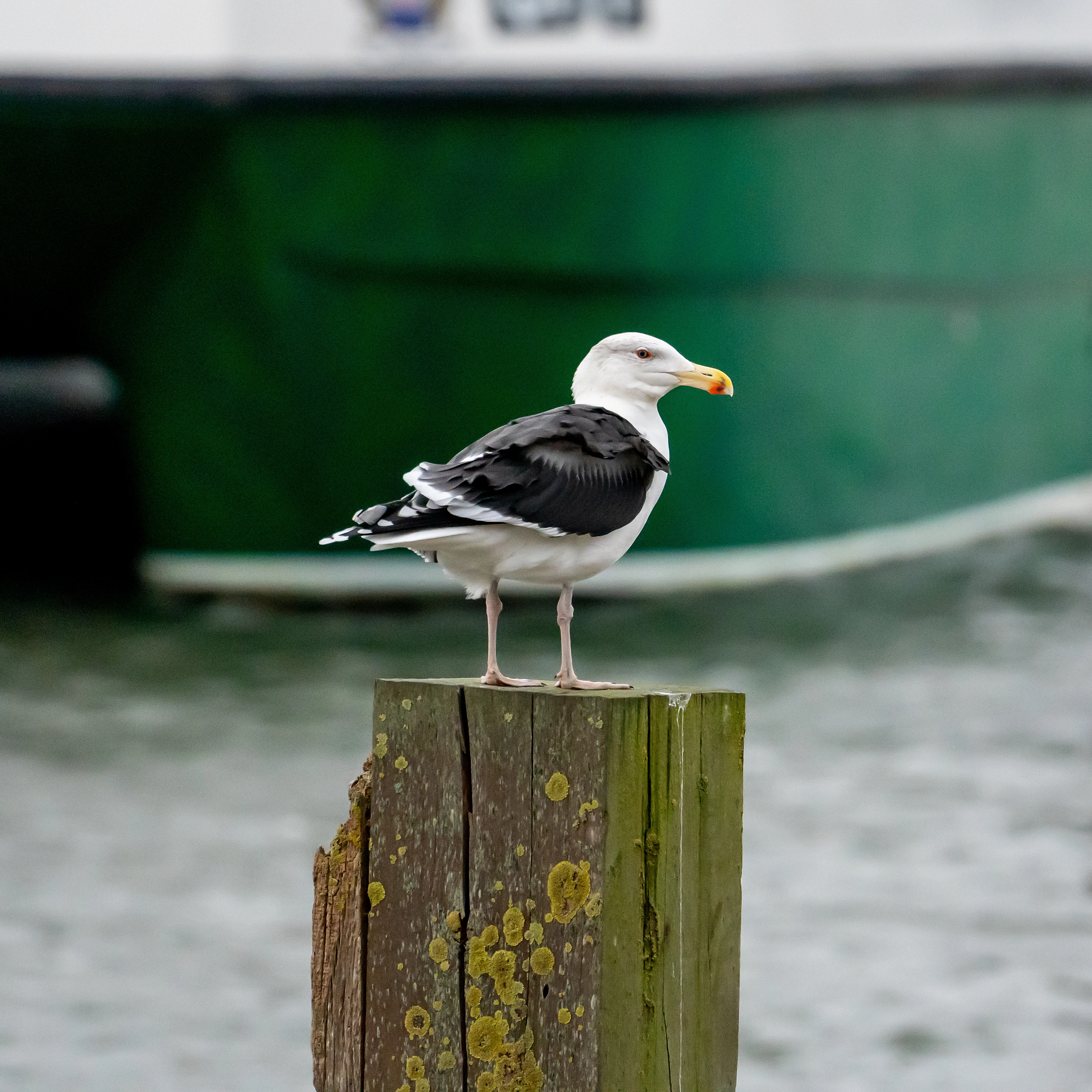Great Black-backed Gull, Yorkshire, UK — photo by Jim Bennett