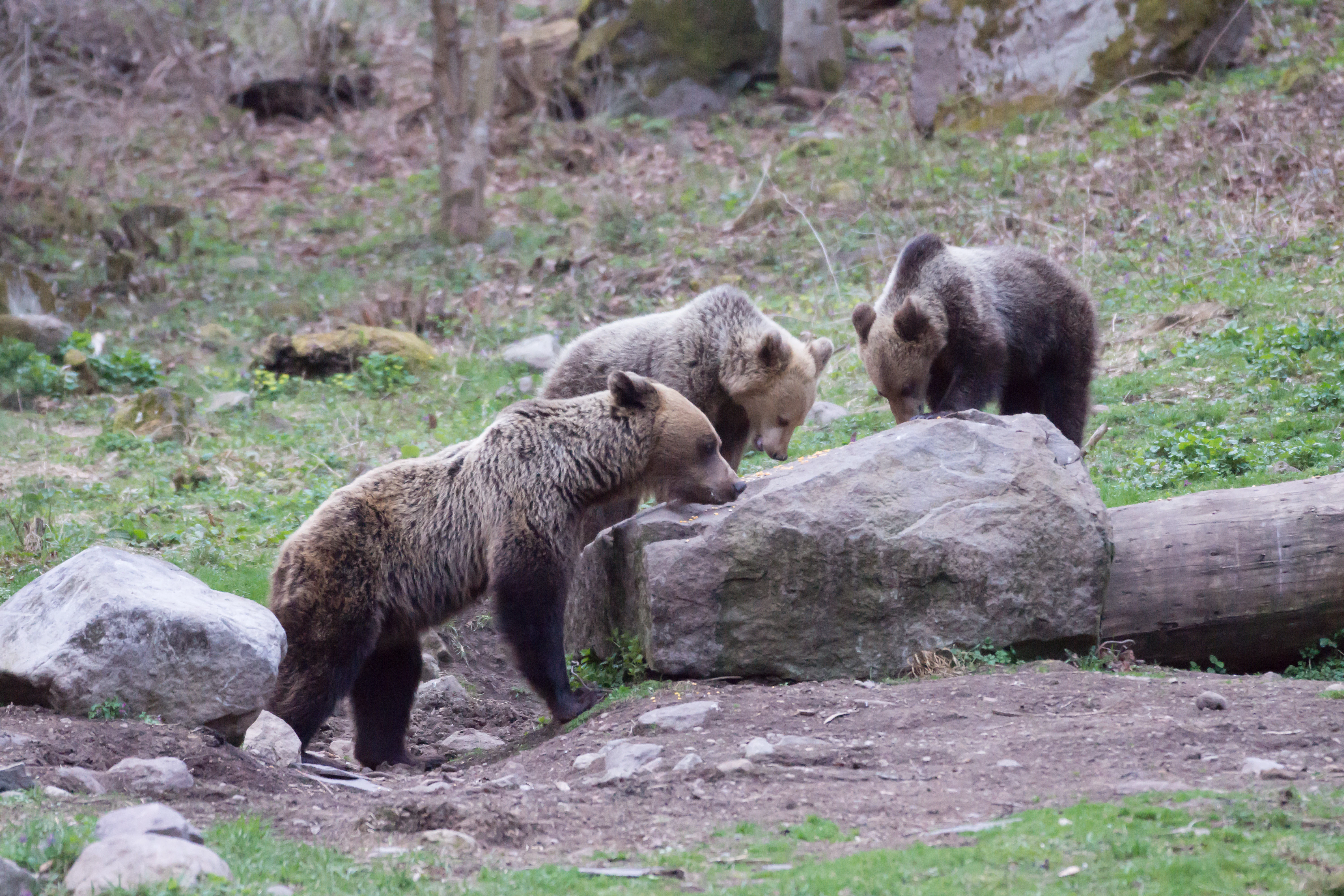 Brown Bear, Romania — photo by Jim Bennett
