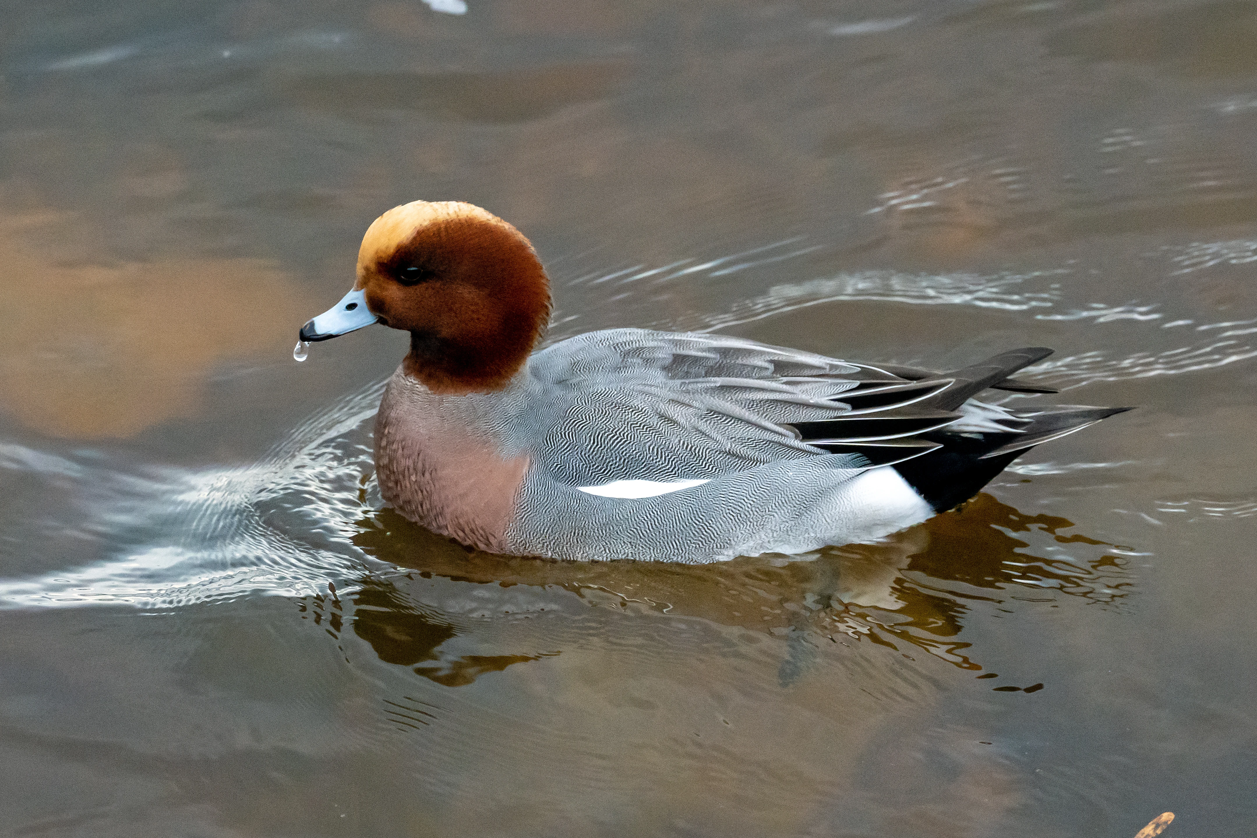 Wigeon, North Bay, Yorkshire, UK — photo by Jim Bennett
