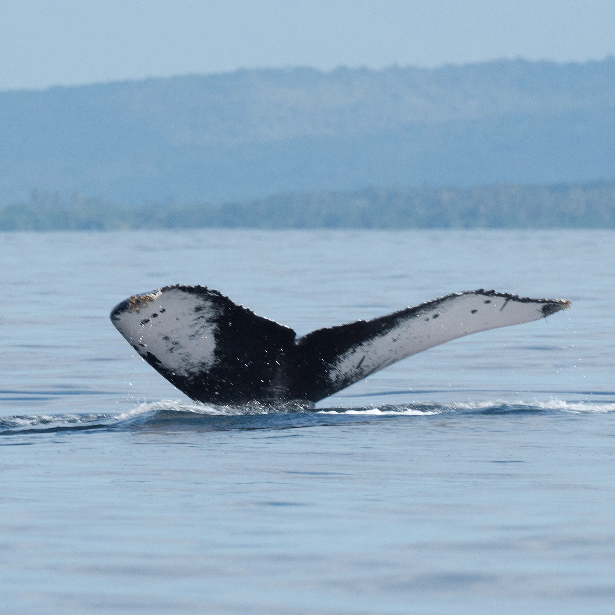 Humpback Whale, San Blas, Nayarit, Mexico — photo by Jim Bennett