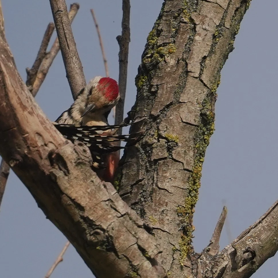 Middle Spotted Woodpecker, Danube Delta, Romania — photo by Jim Bennett