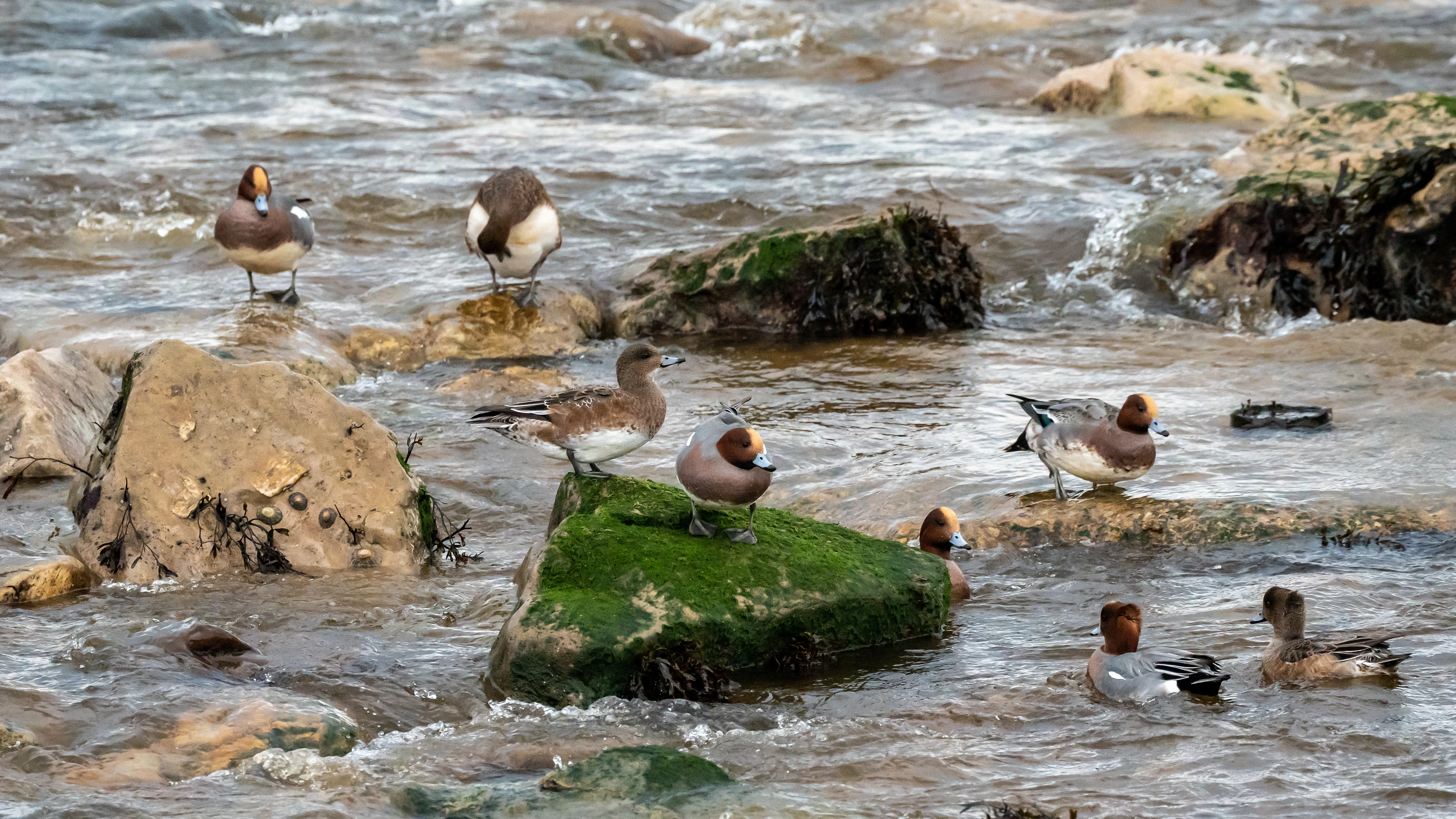 Wigeon, top of North Bay, Yorkshire, UK — photo by Jim Bennett