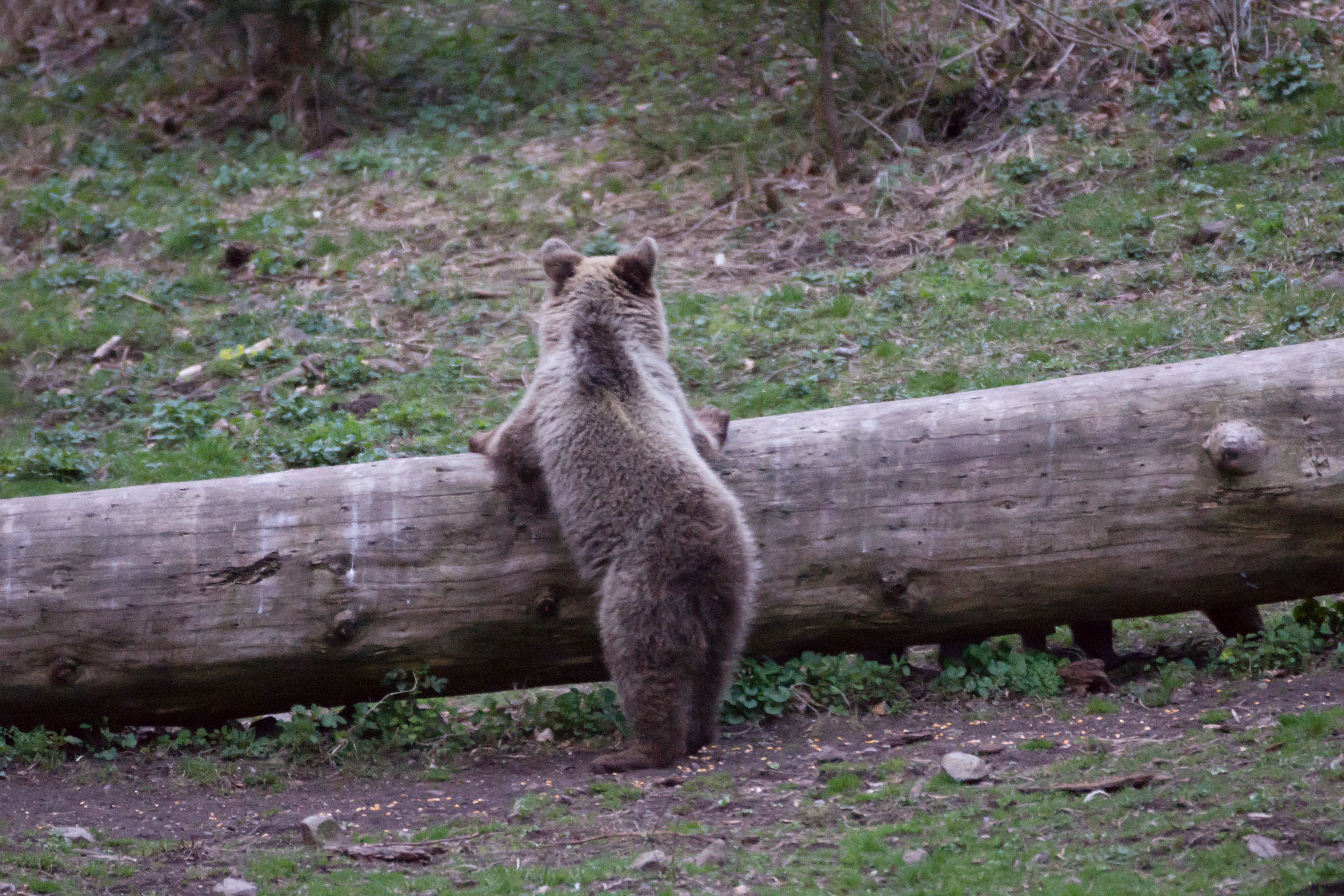 Brown Bear, Romania — photo by Jim Bennett