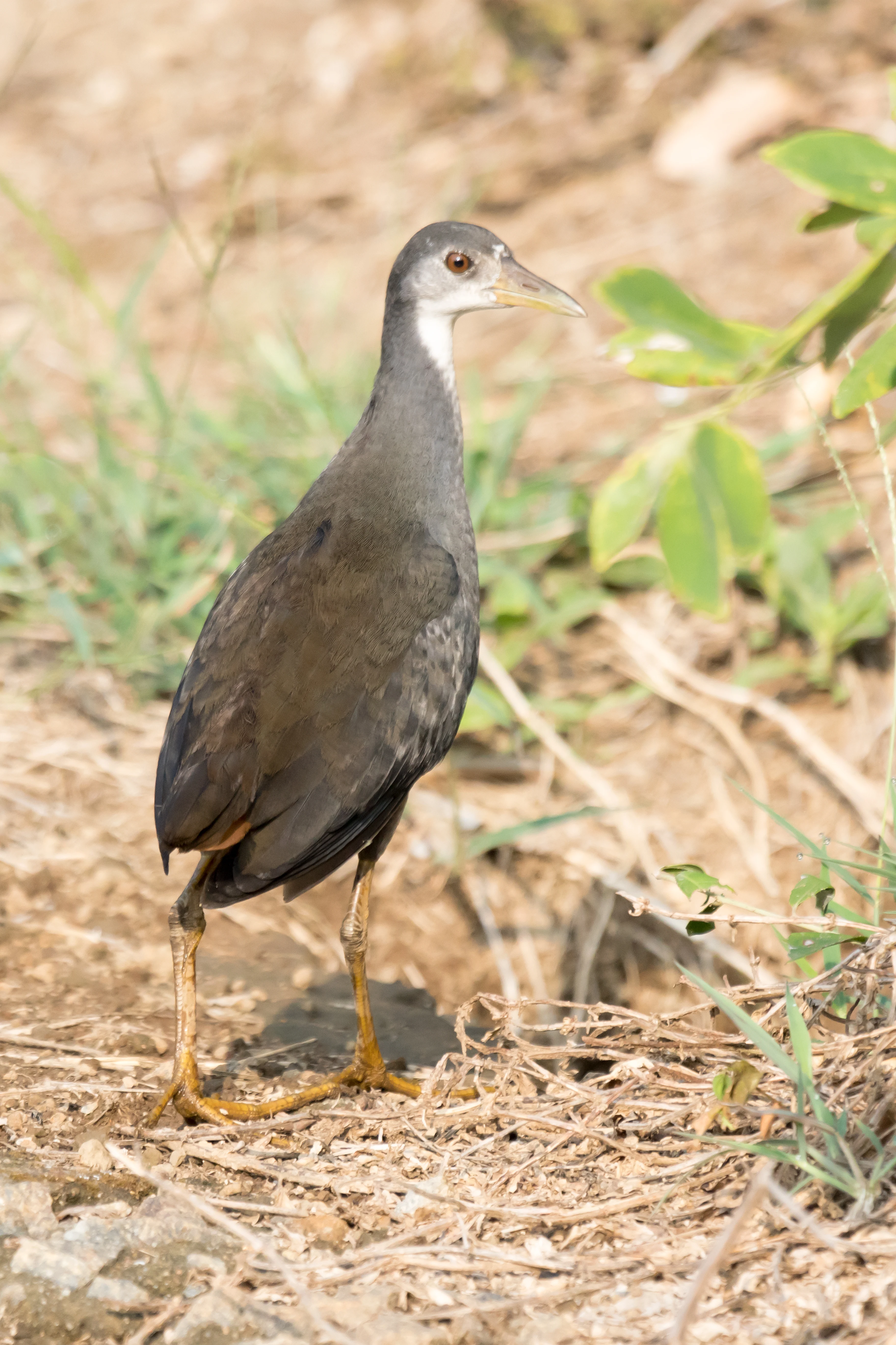 White-breasted Waterhen, Kerala Backwaters, Kerala, India — photo by Jim Bennett