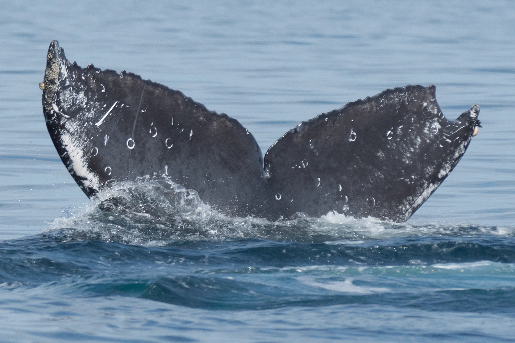 Humpback Whale, San Blas, Nayarit, Mexico — photo by Jim Bennett