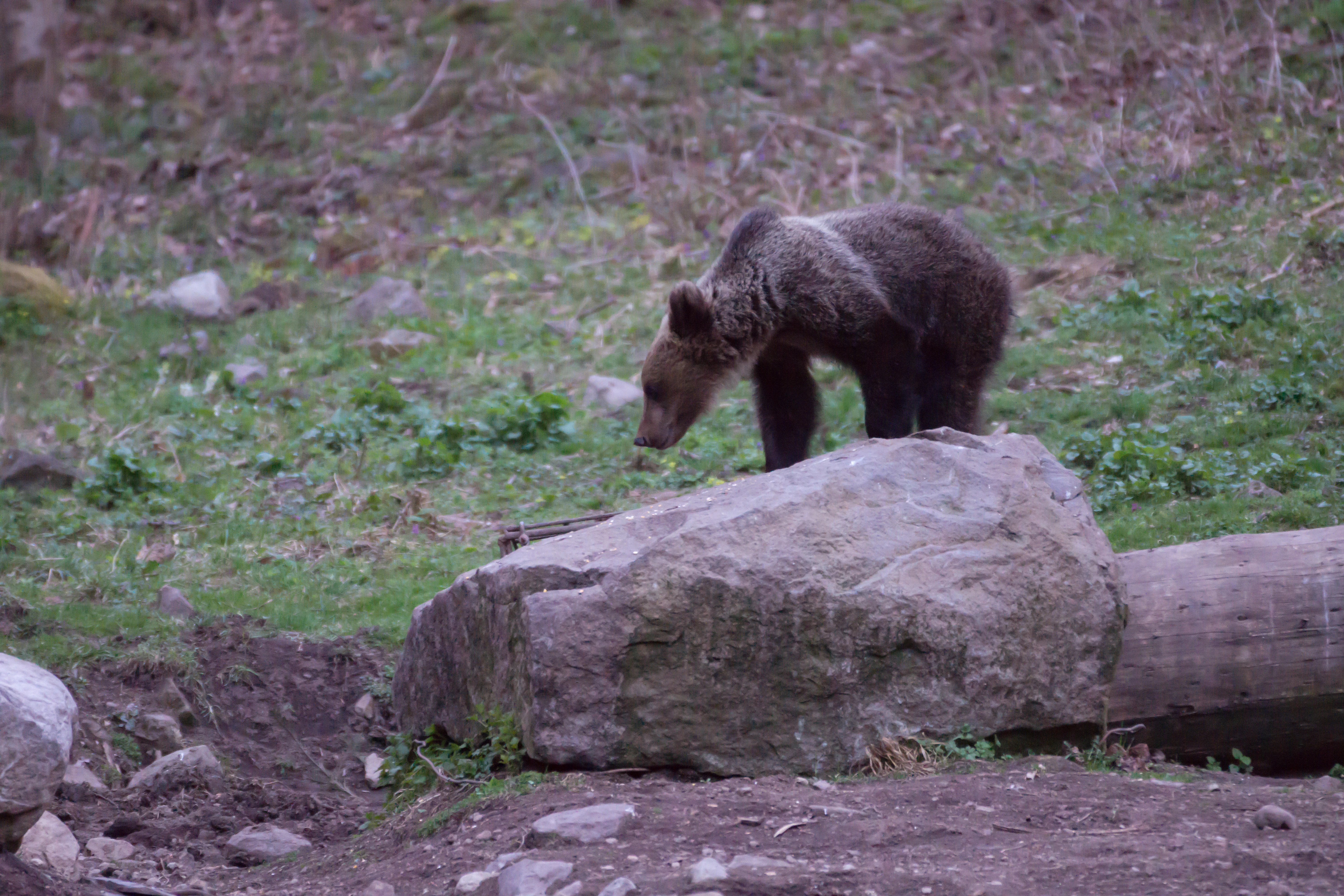 Brown Bear, Romania — photo by Jim Bennett