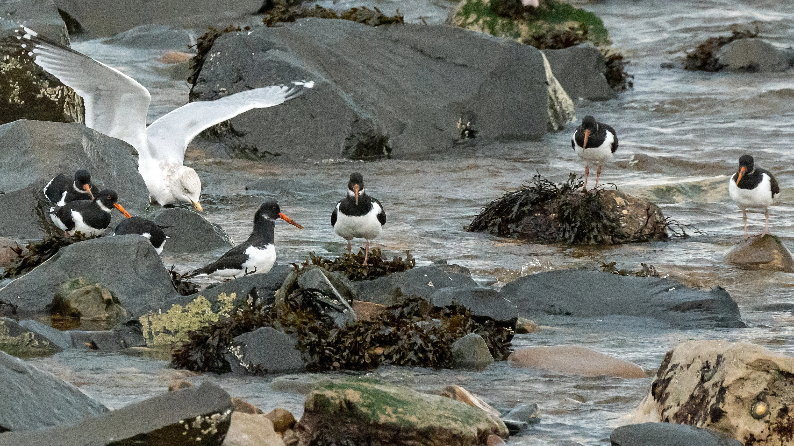 Oystercatchers & Herring Gull, top of North Bay, Yorkshire, UK — photo by Jim Bennett
