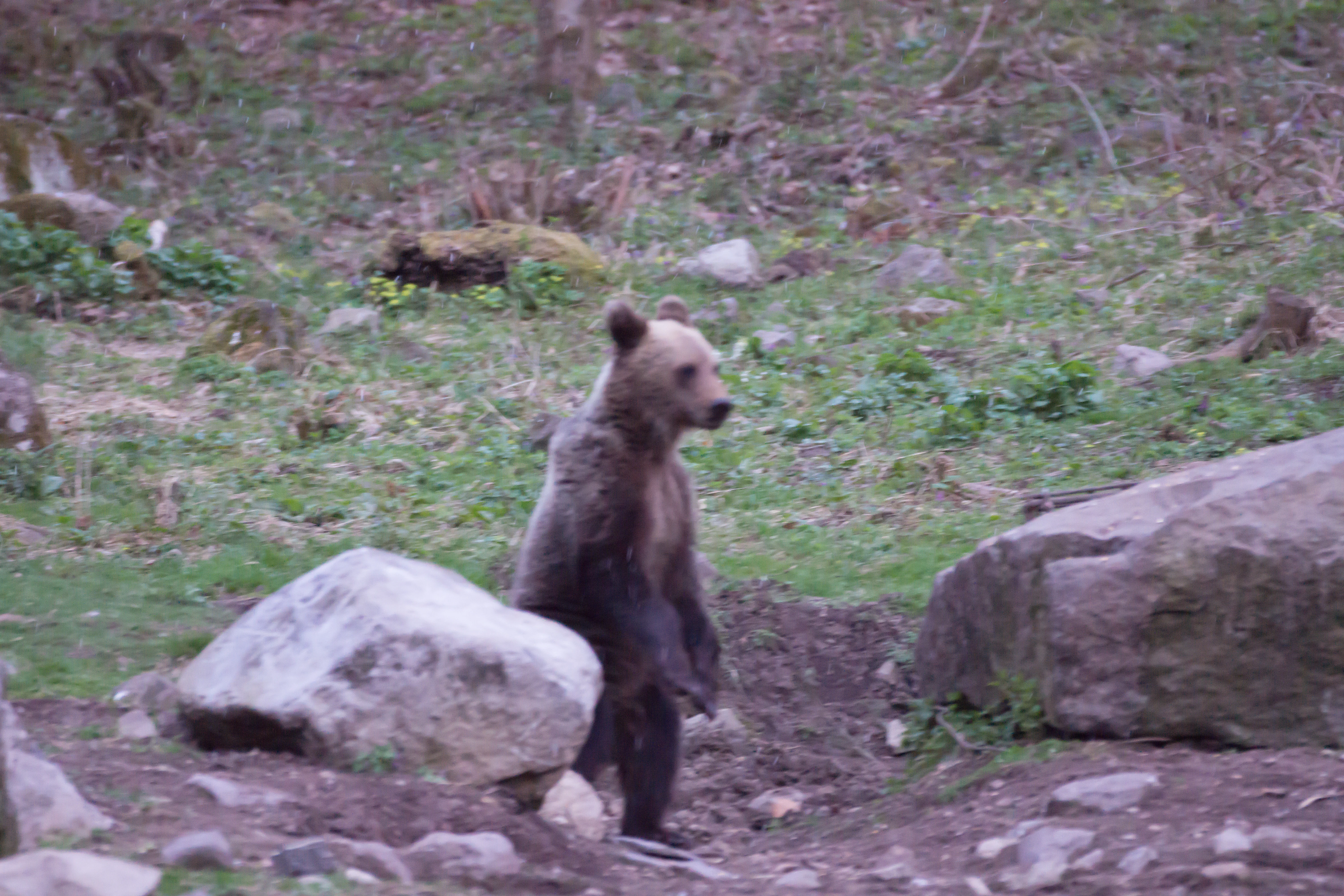Brown Bear, Romania — photo by Jim Bennett