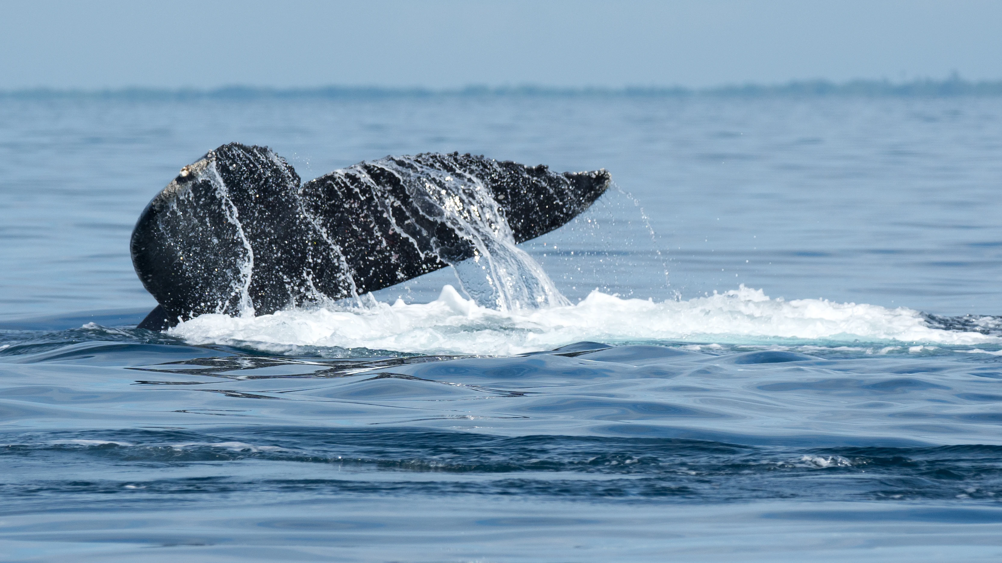 Humpback Whale, San Blas, Nayarit, Mexico — photo by Jim Bennett