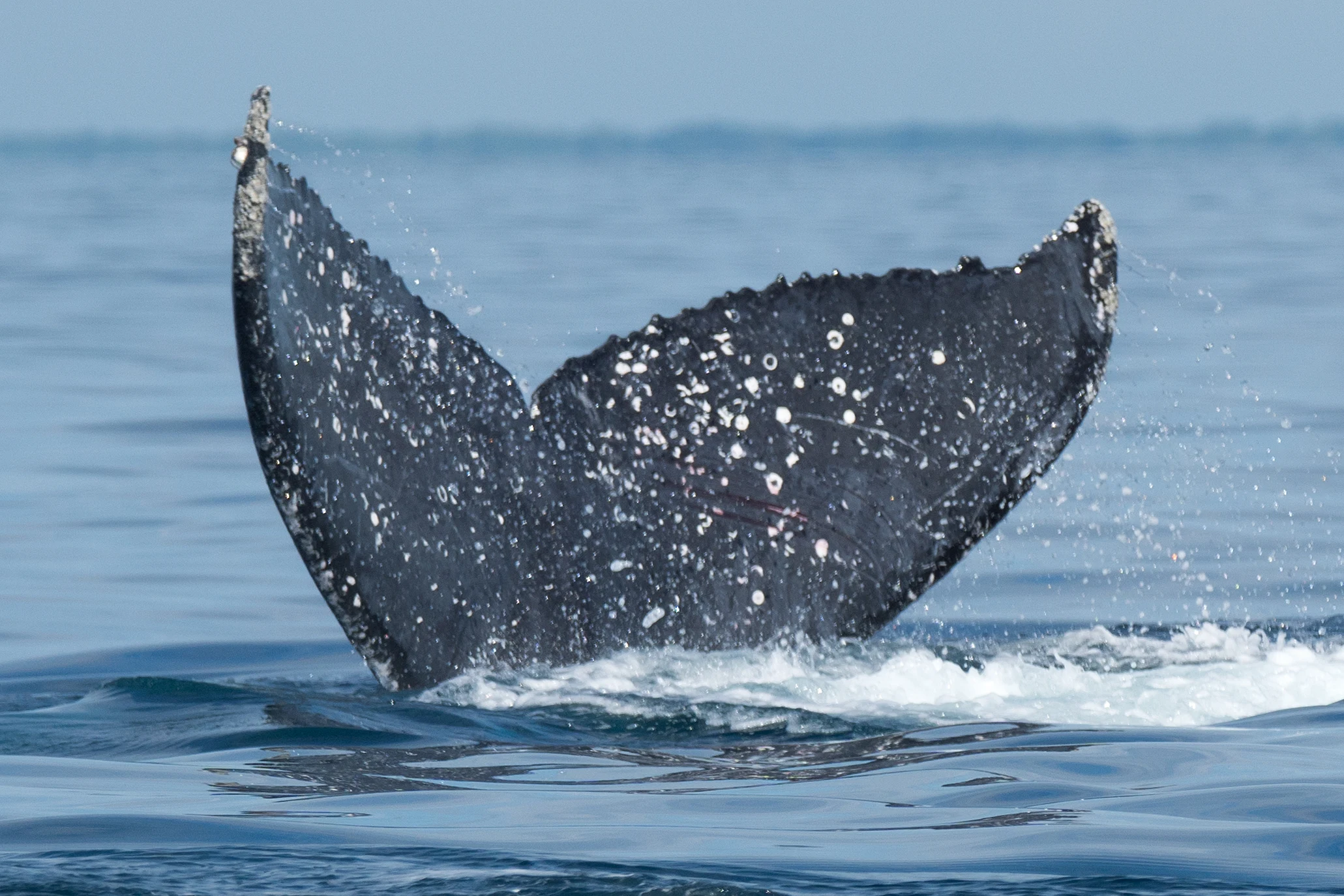 Humpback Whale, San Blas, Nayarit, Mexico — photo by Jim Bennett