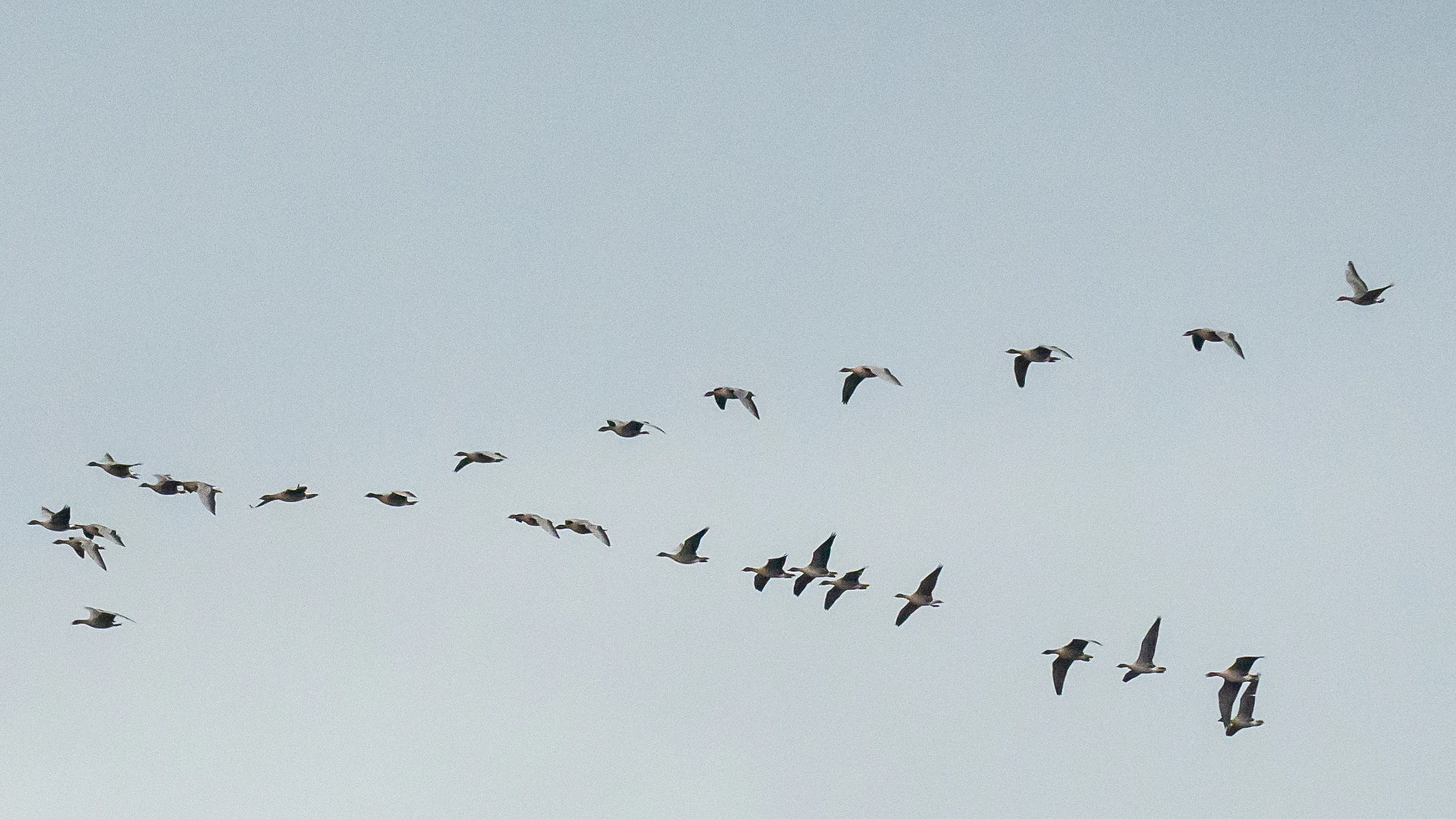 Pink-footed Geese, over North Bay, Yorkshire, UK — photo by Jim Bennett