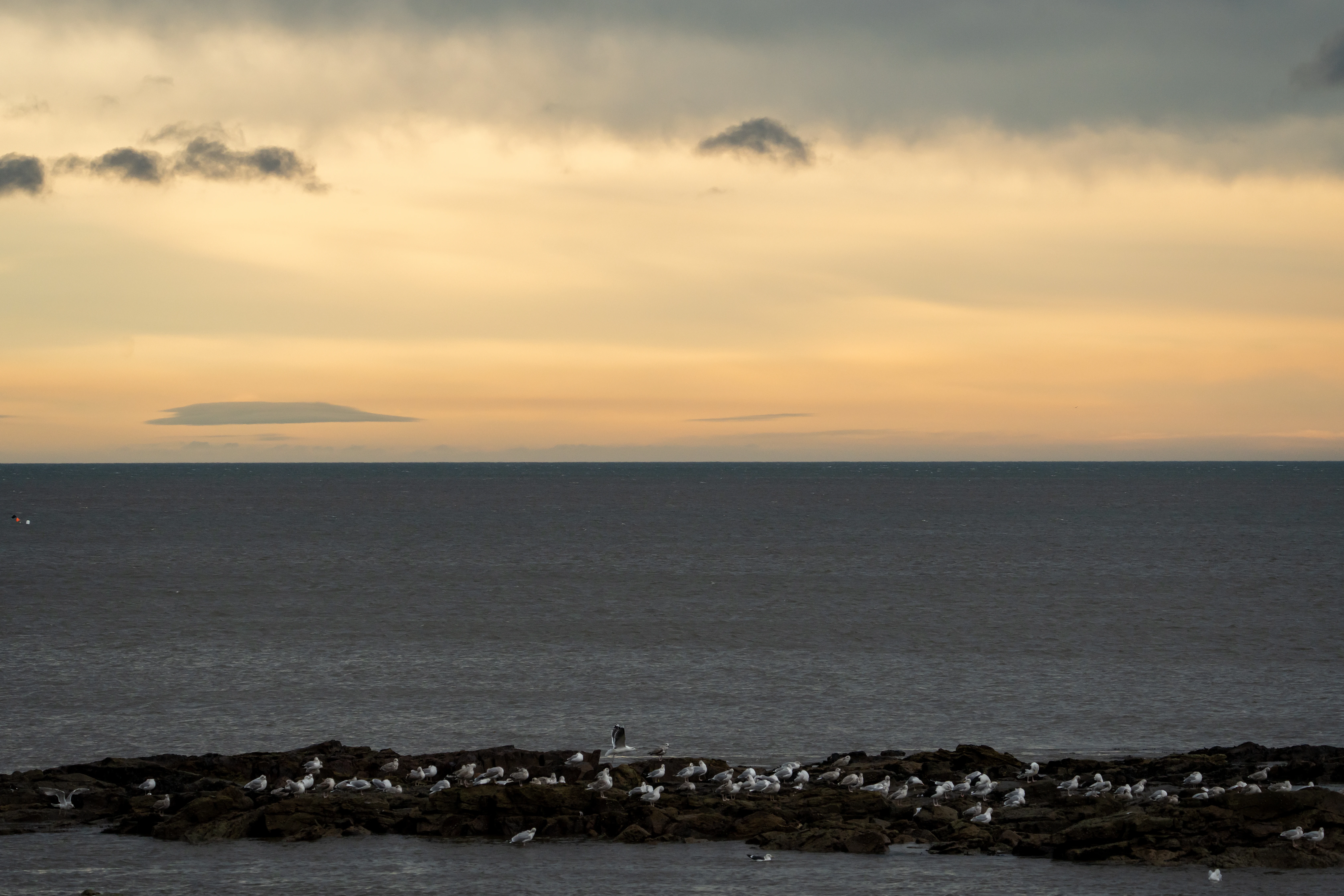 Gulls in morning light, top of North Bay, Scarborough, Yorkshire, UK — photo by Jim Bennett