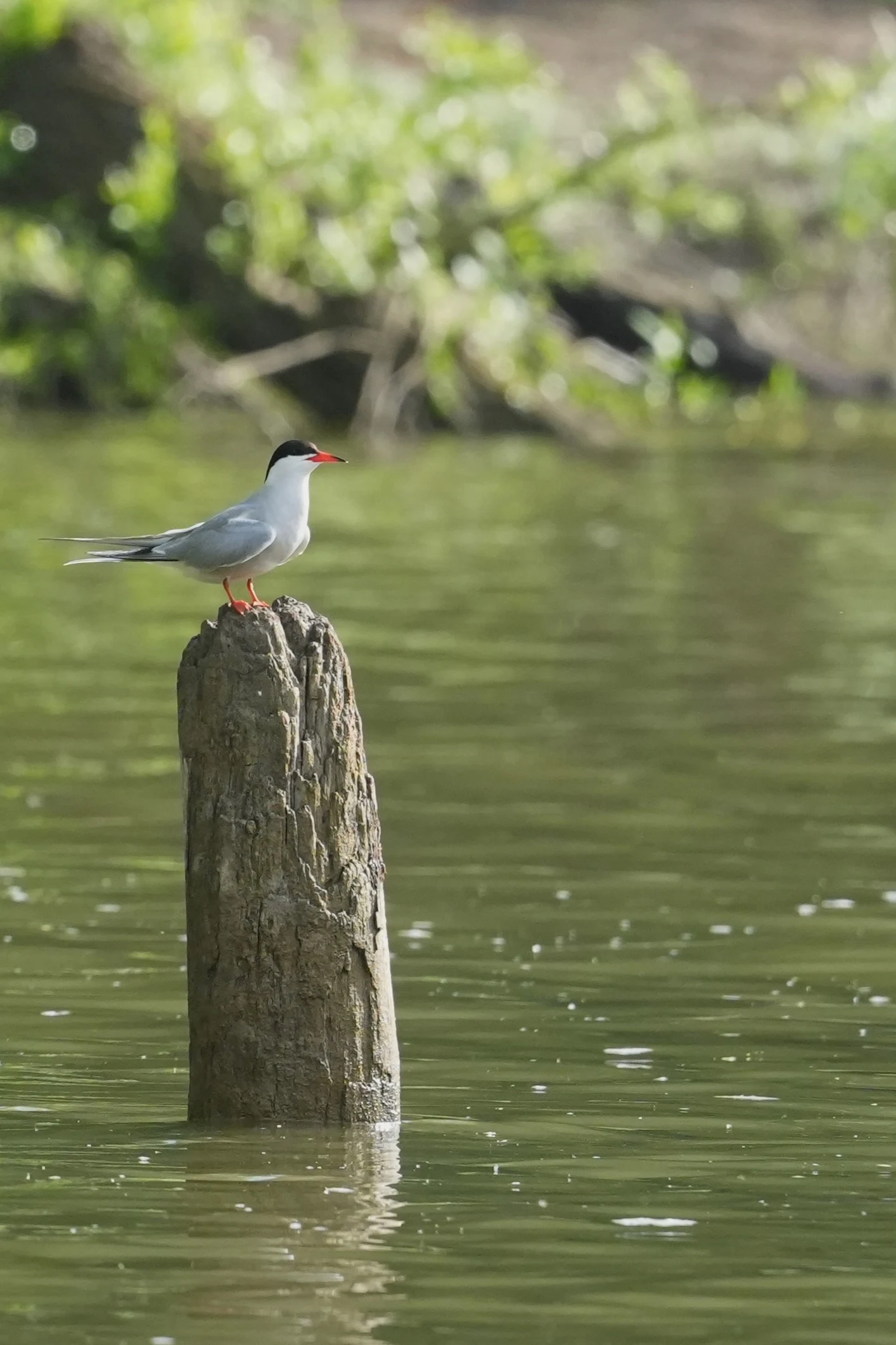 Common Tern, Danube Delta, Romania — photo by Jim Bennett
