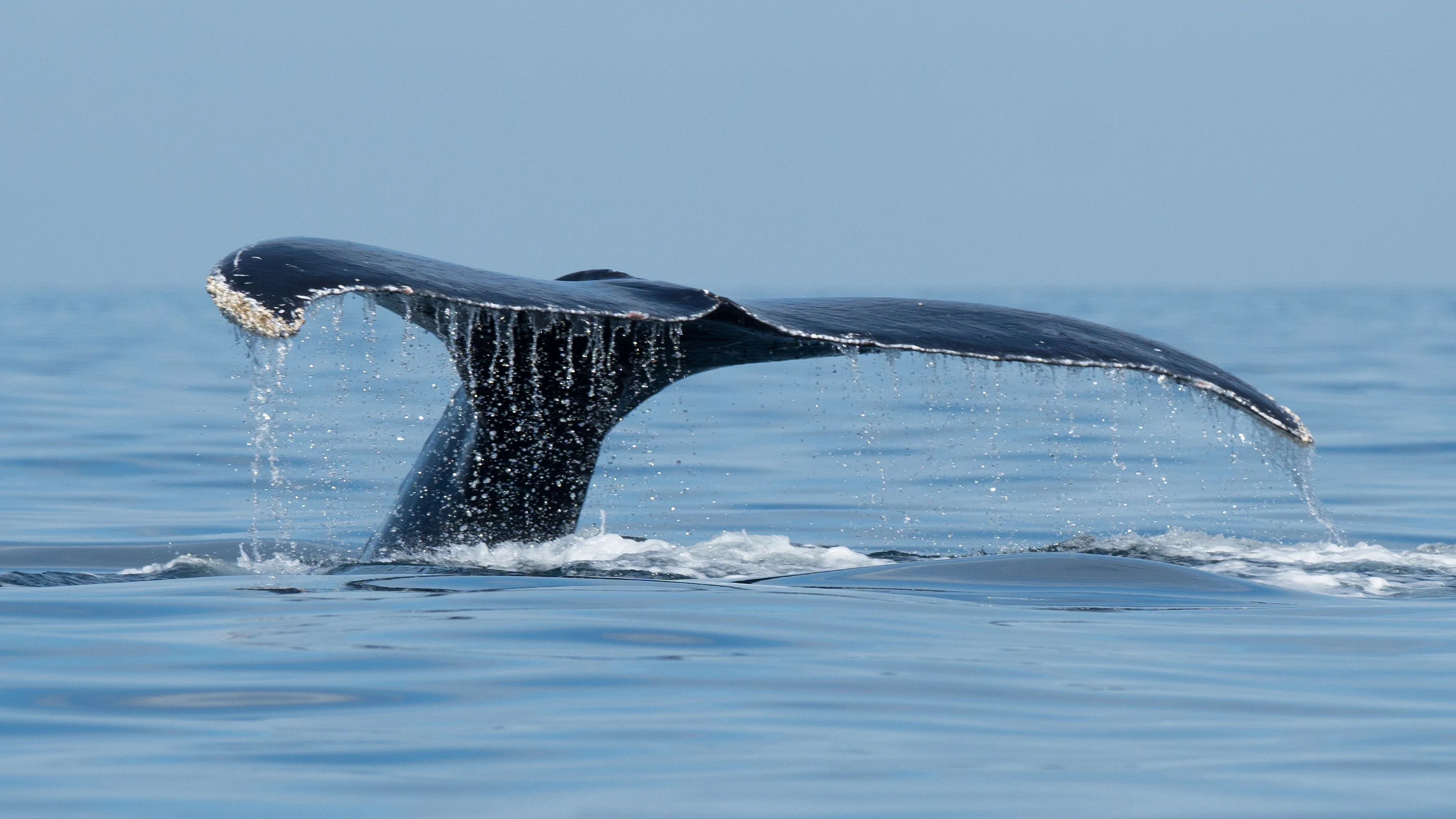 Humpback Whale, San Blas, Nayarit, Mexico — photo by Jim Bennett