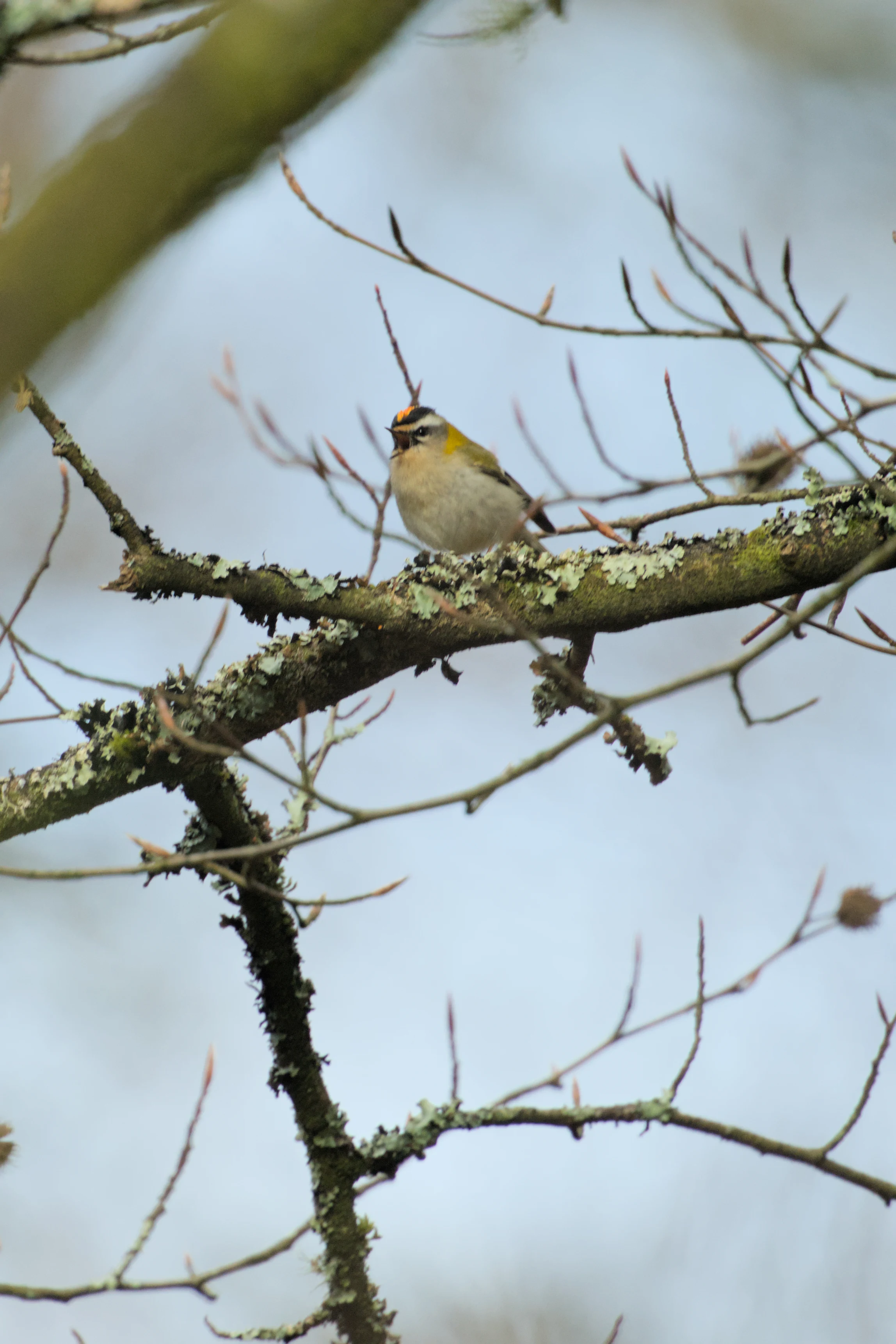Common Firecrest, Acres Down, New Forest, UK — photo by Jim Bennett