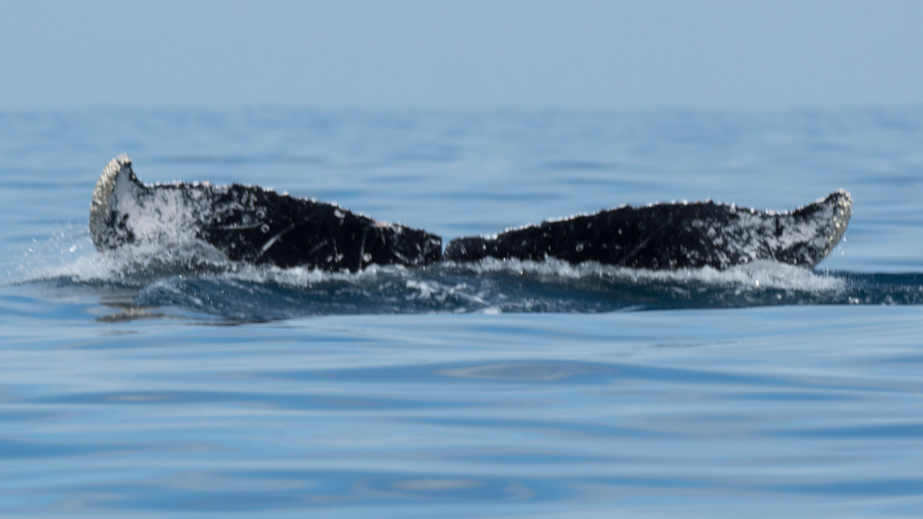 Humpback Whale, San Blas, Nayarit, Mexico — photo by Jim Bennett