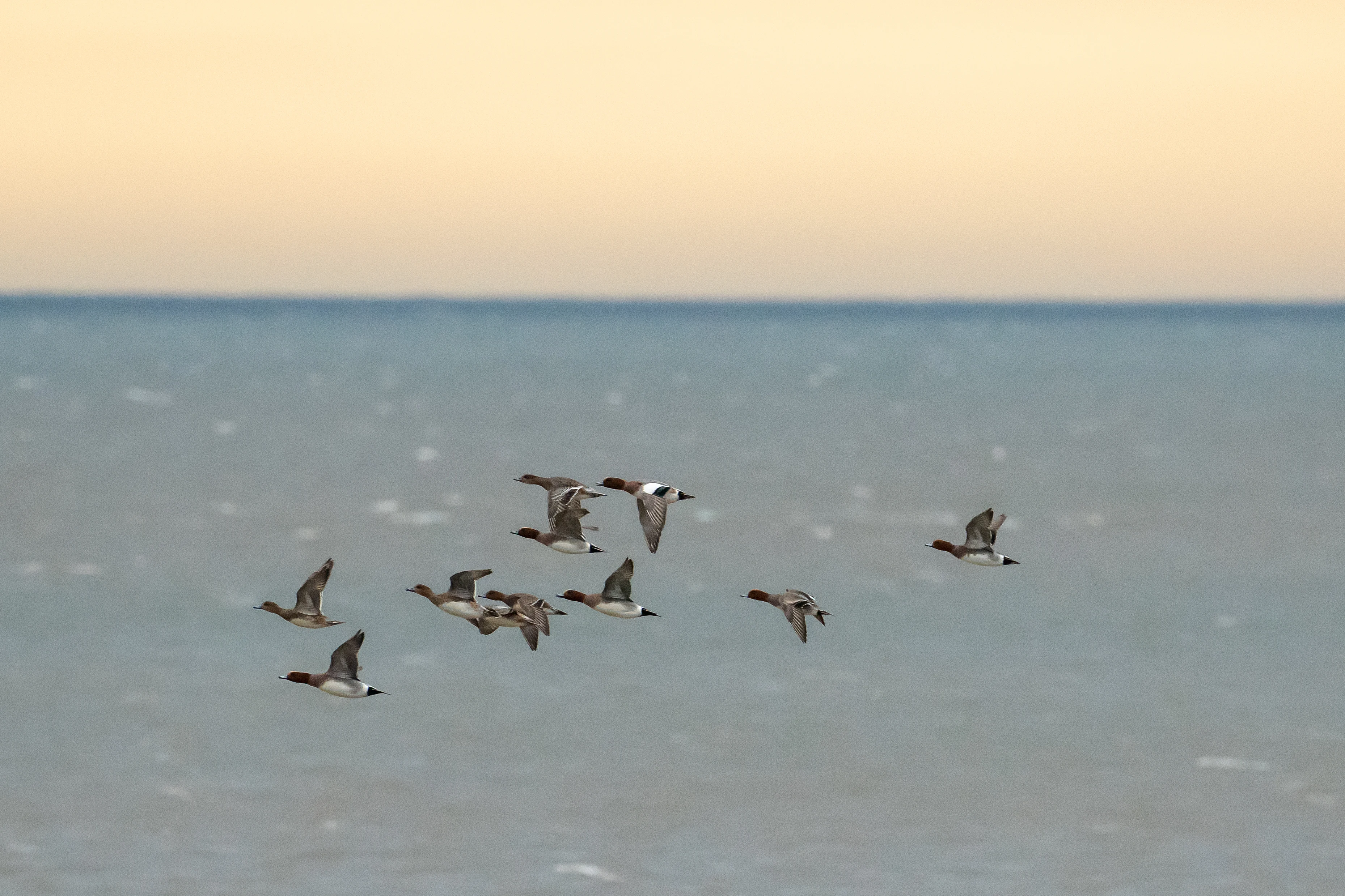 Wigeon, over North Bay, Yorkshire, UK — photo by Jim Bennett