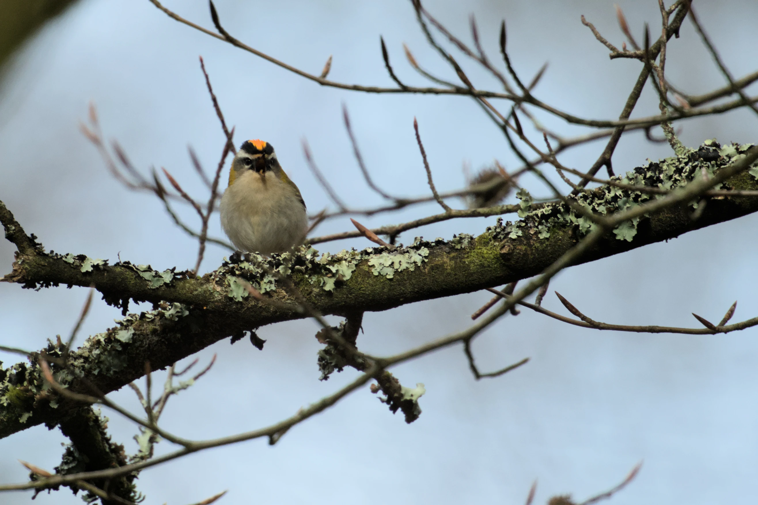 Common Firecrest, Acres Down, New Forest, UK — photo by Jim Bennett