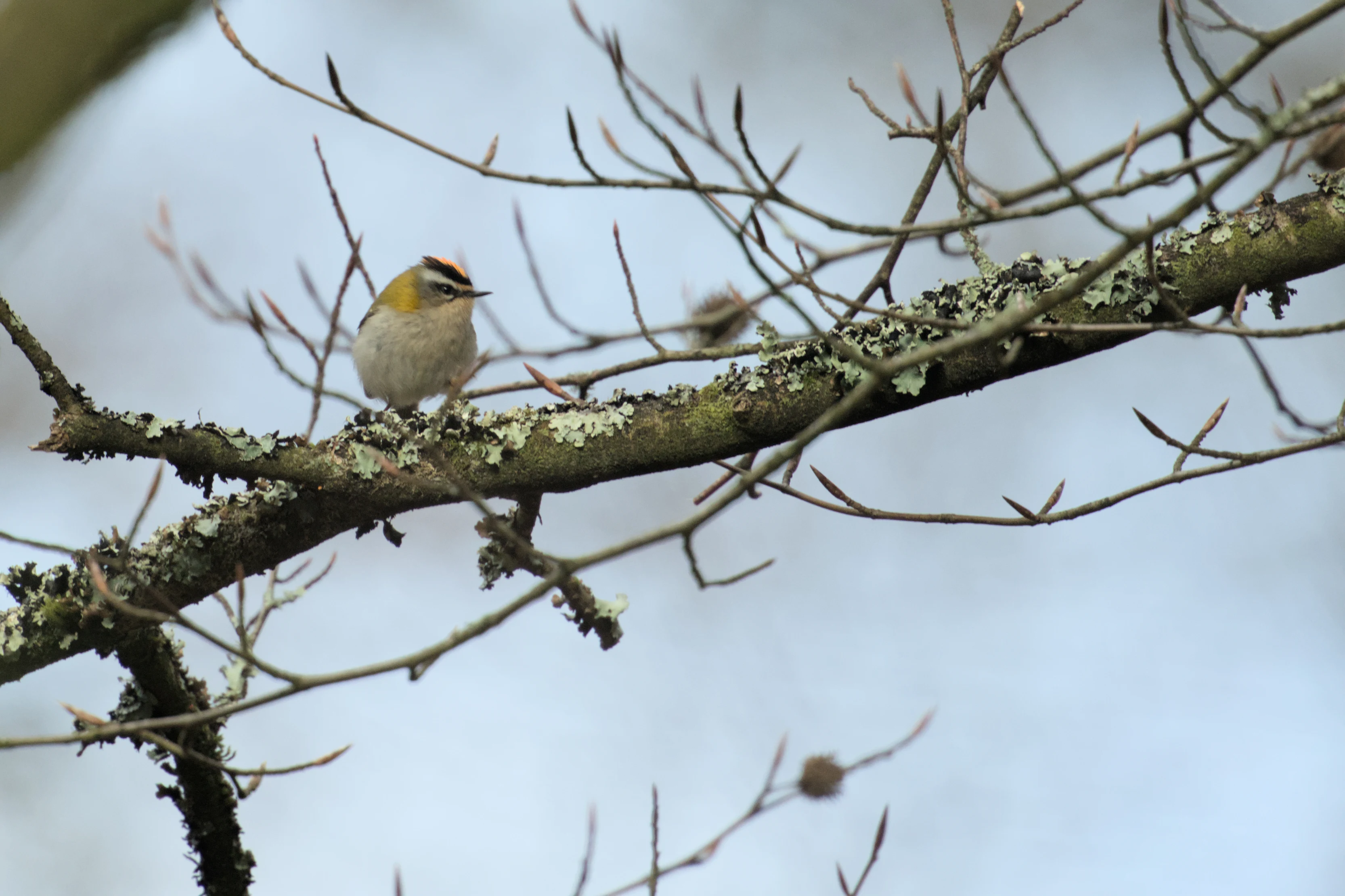 Common Firecrest, Acres Down, New Forest, UK — photo by Jim Bennett