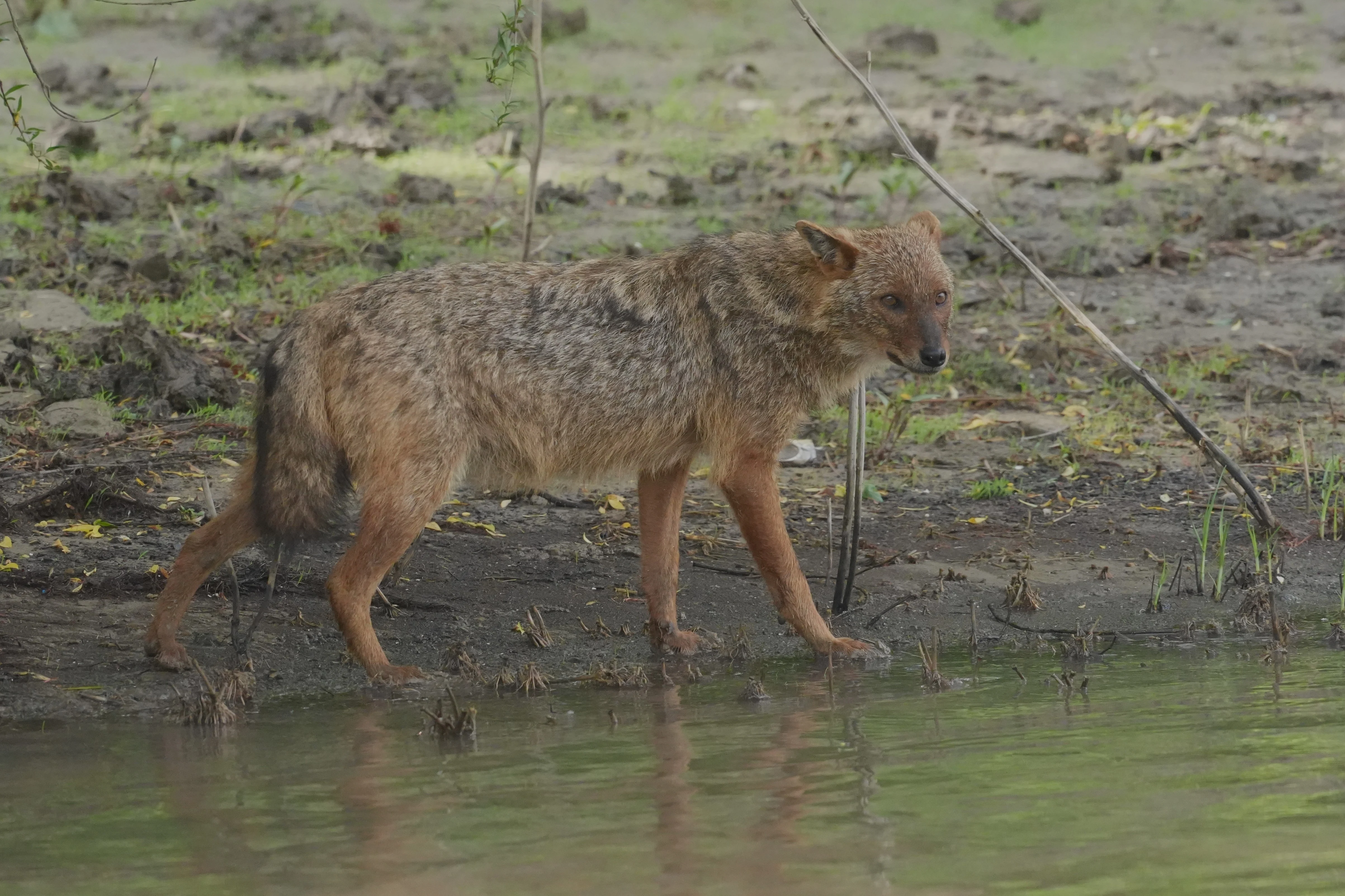 Golden Jackal, Danube Delta, Romania — photo by Jim Bennett