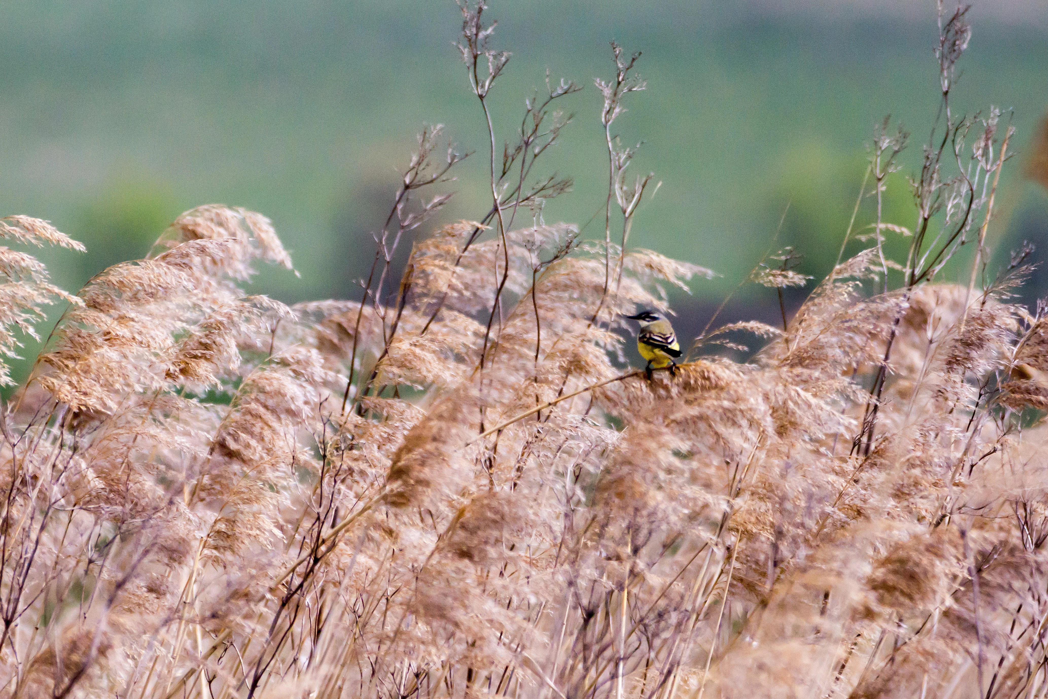 Western Yellow Wagtail, Sanpaui Wetlands, Romania — photo by Jim Bennett