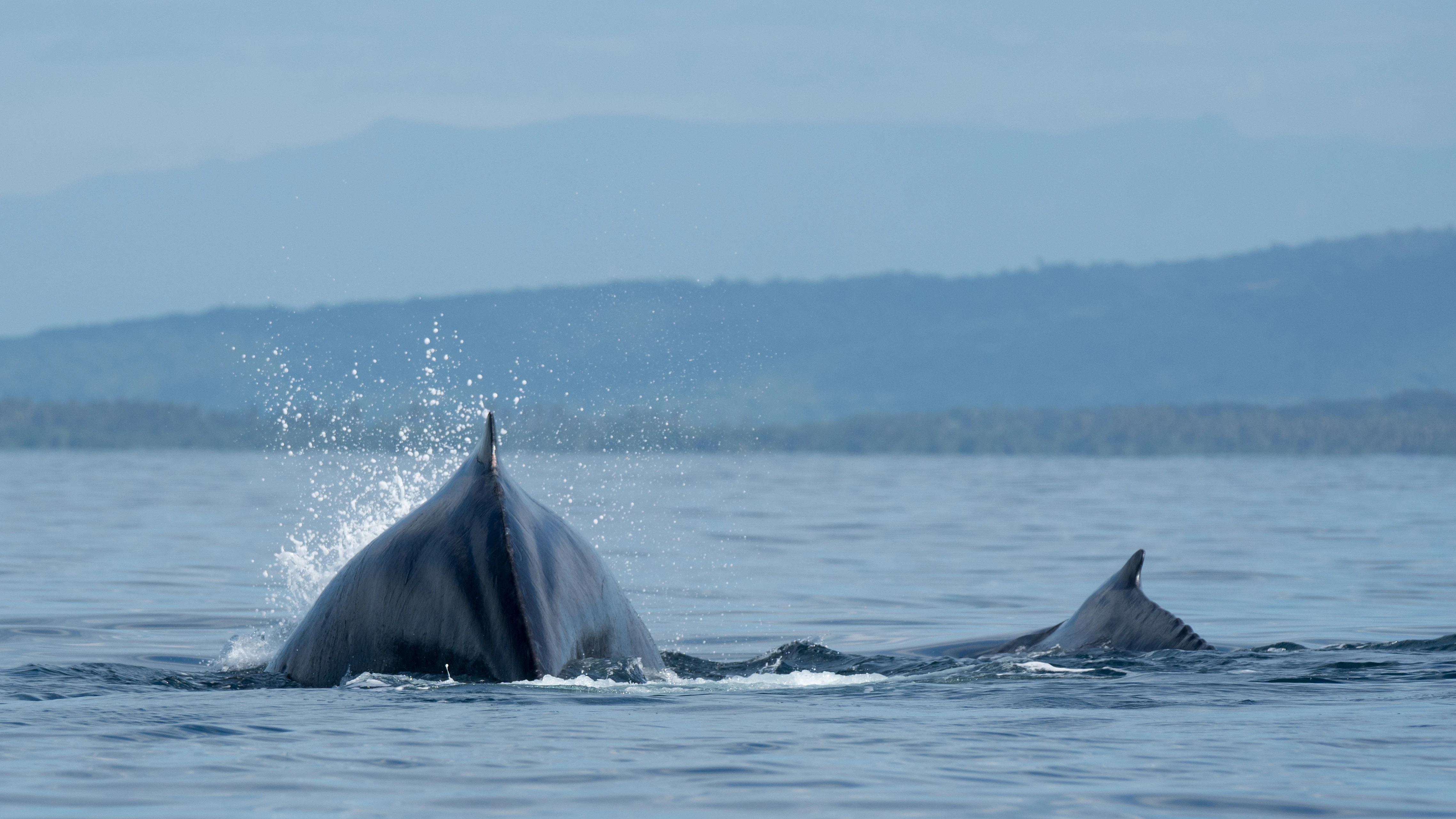 Humpback Whales, San Blas, Nayarit, Mexico — photo by Jim Bennett