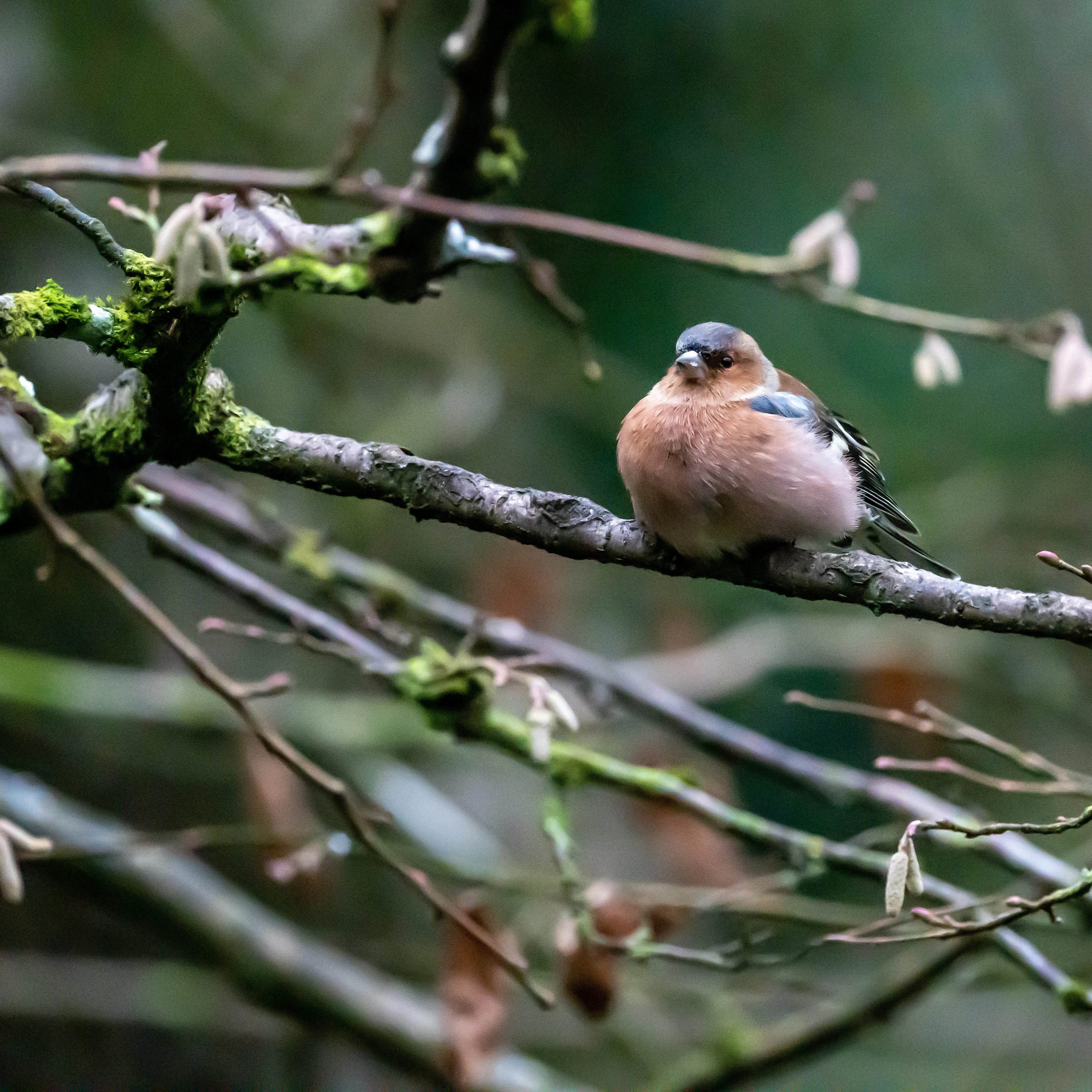 Chaffinch, Forge Valley Woods, Yorkshire, UK — photo by Jim Bennett