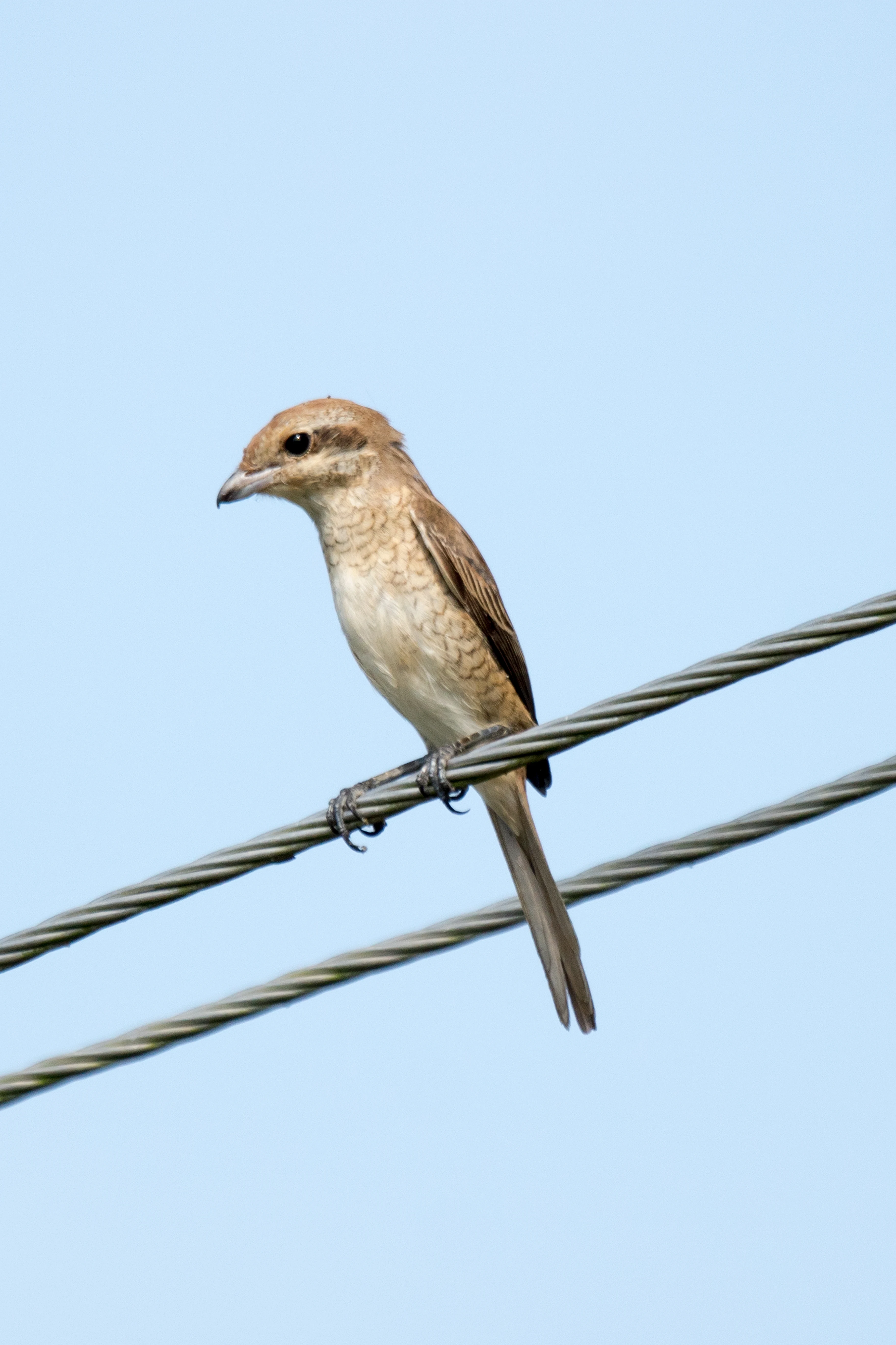 Shrike, Kerala Backwaters, Kerala, India — photo by Jim Bennett