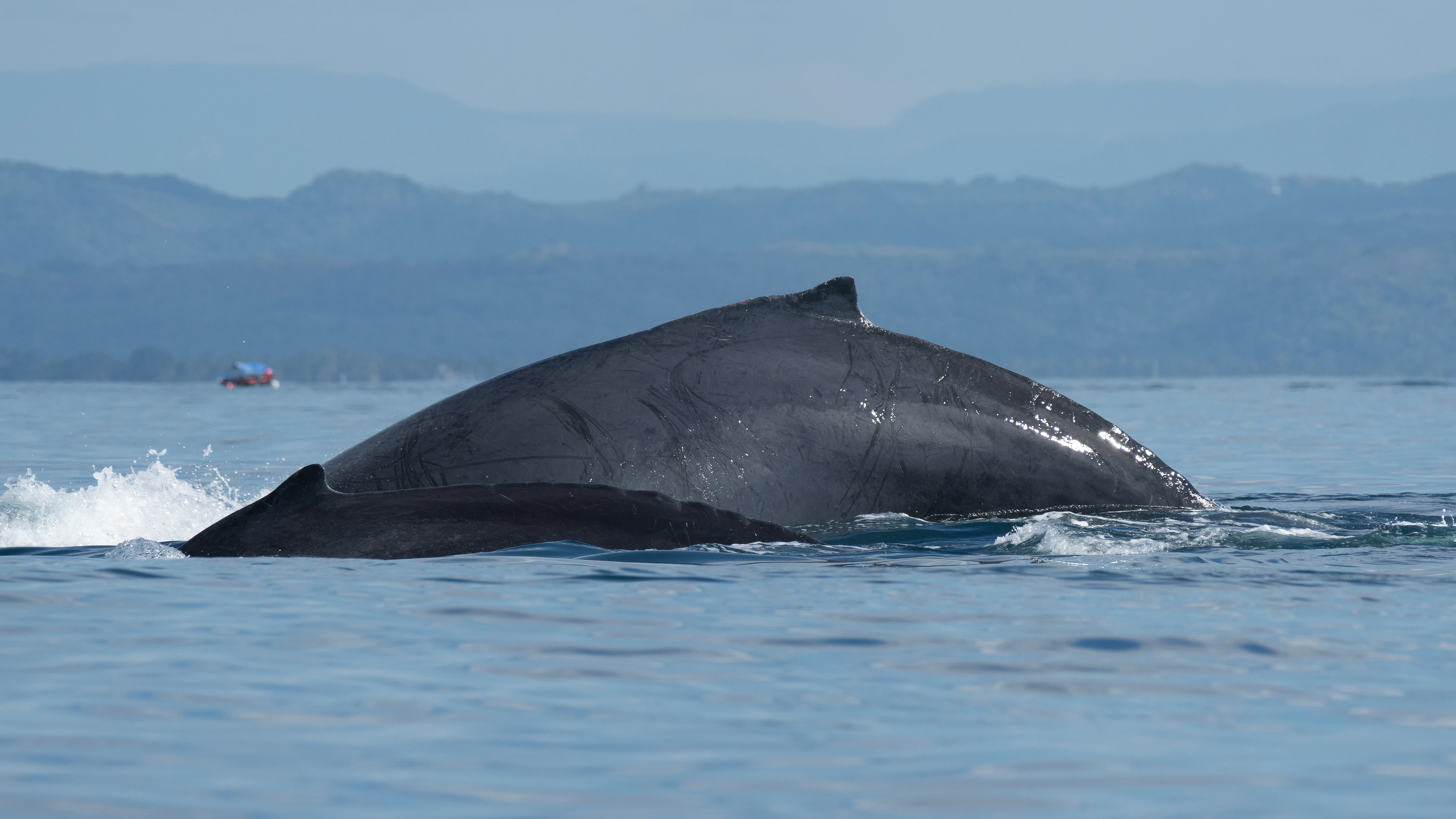 Humpback Whale, San Blas, Nayarit, Mexico — photo by Jim Bennett