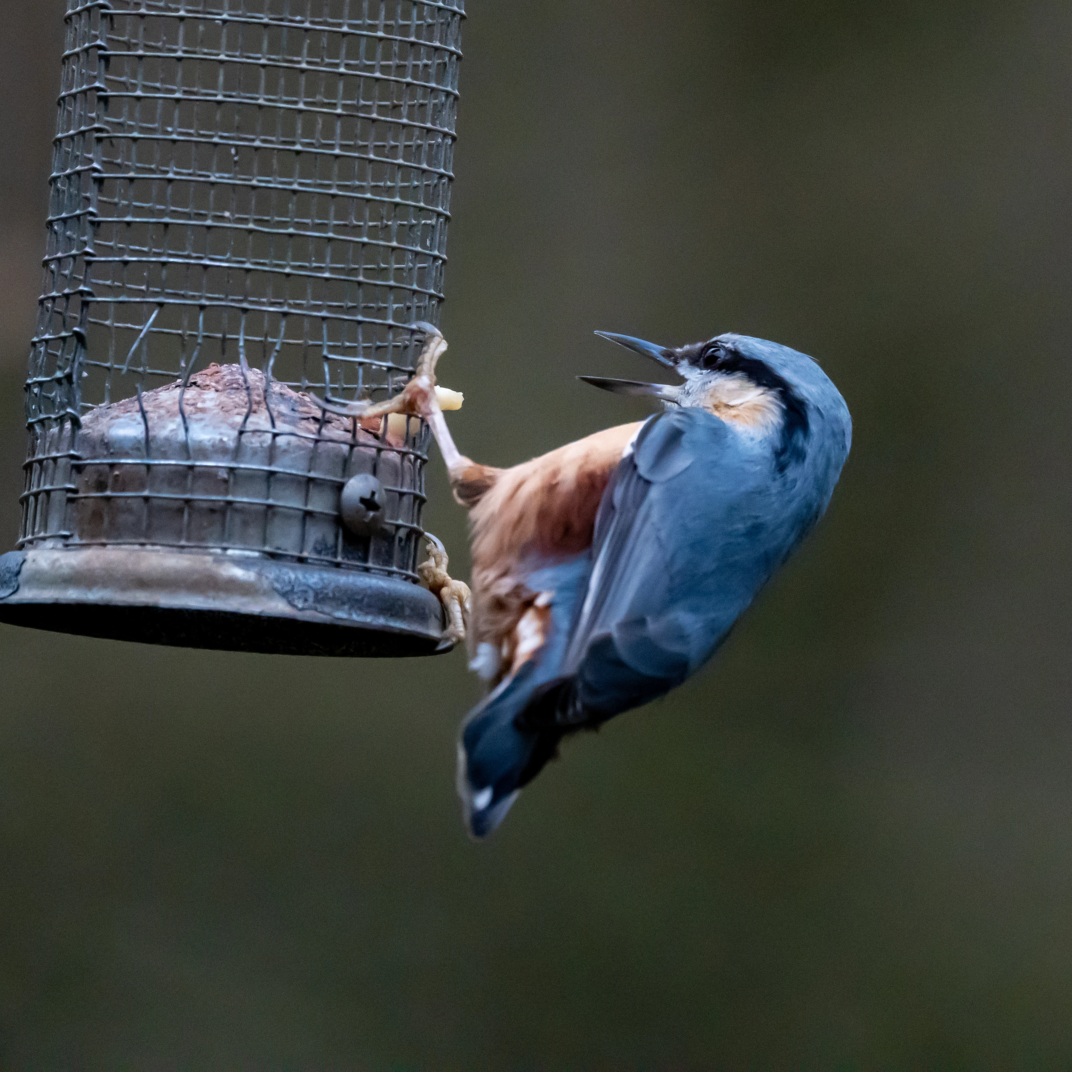 Nuthatch, Forge Valley Woods, Yorkshire, UK — photo by Jim Bennett