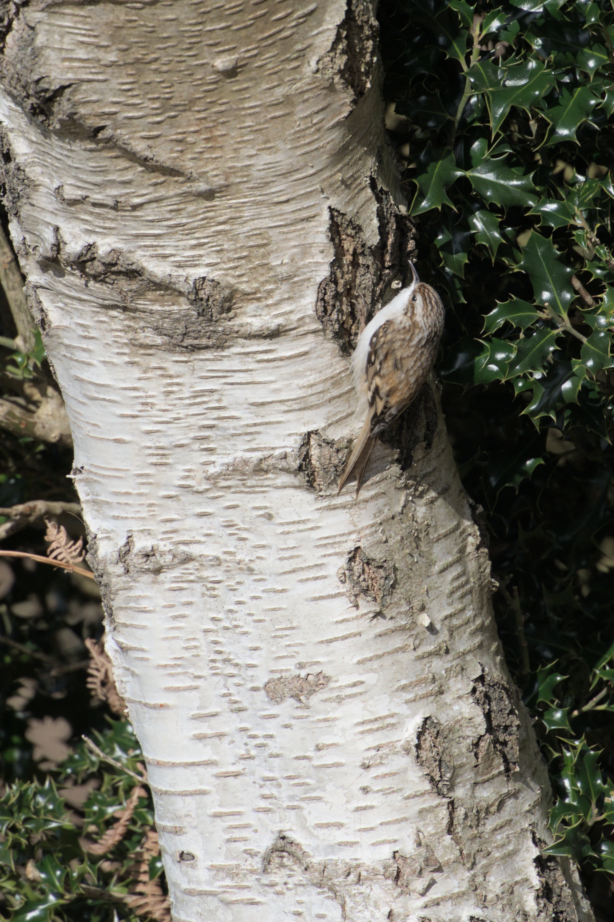 Treecreeper, Acres Down, New Forest, UK — photo by Jim Bennett