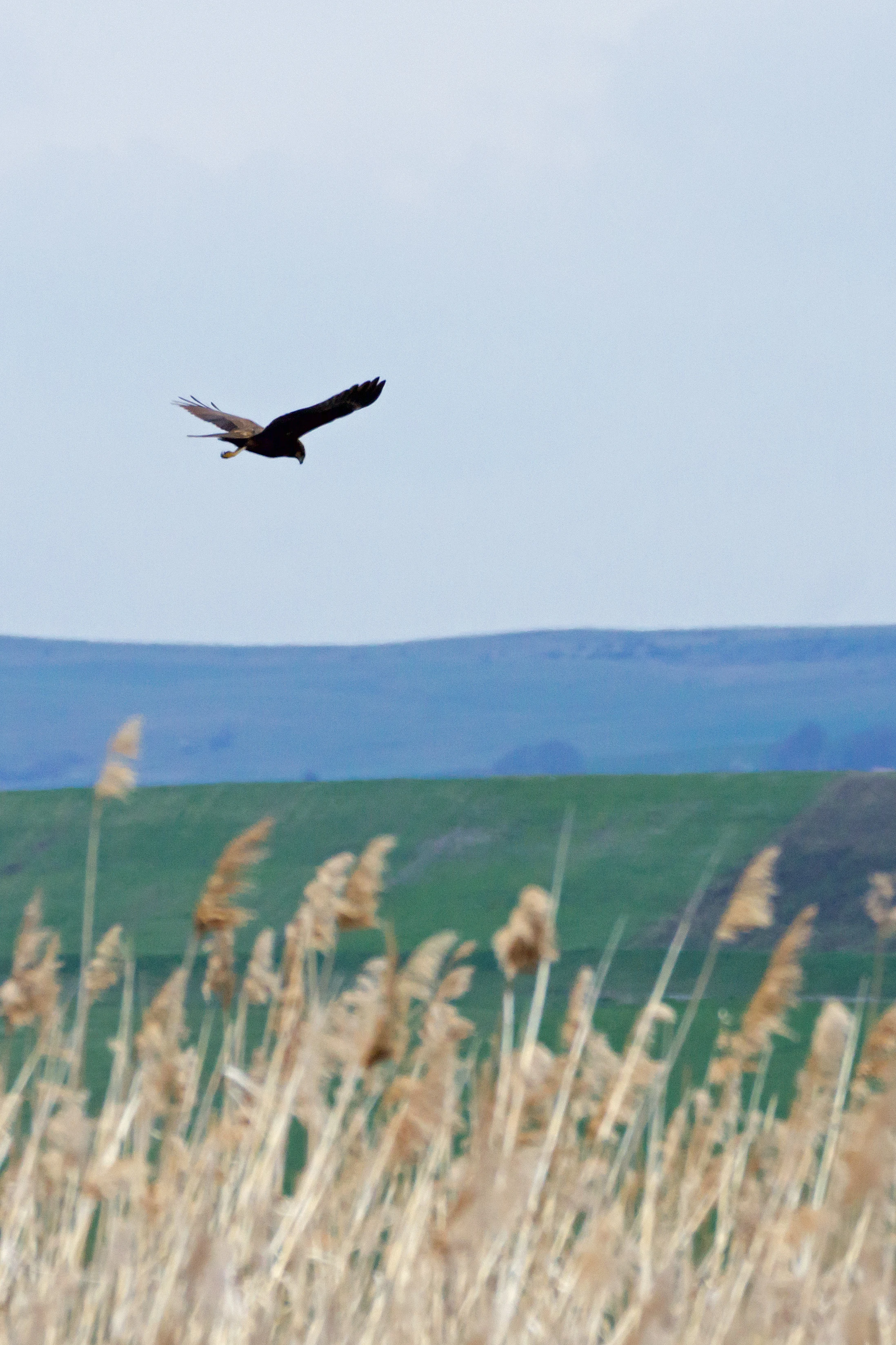 Marsh Harrier, Sanpaui Wetlands, Romania — photo by Jim Bennett