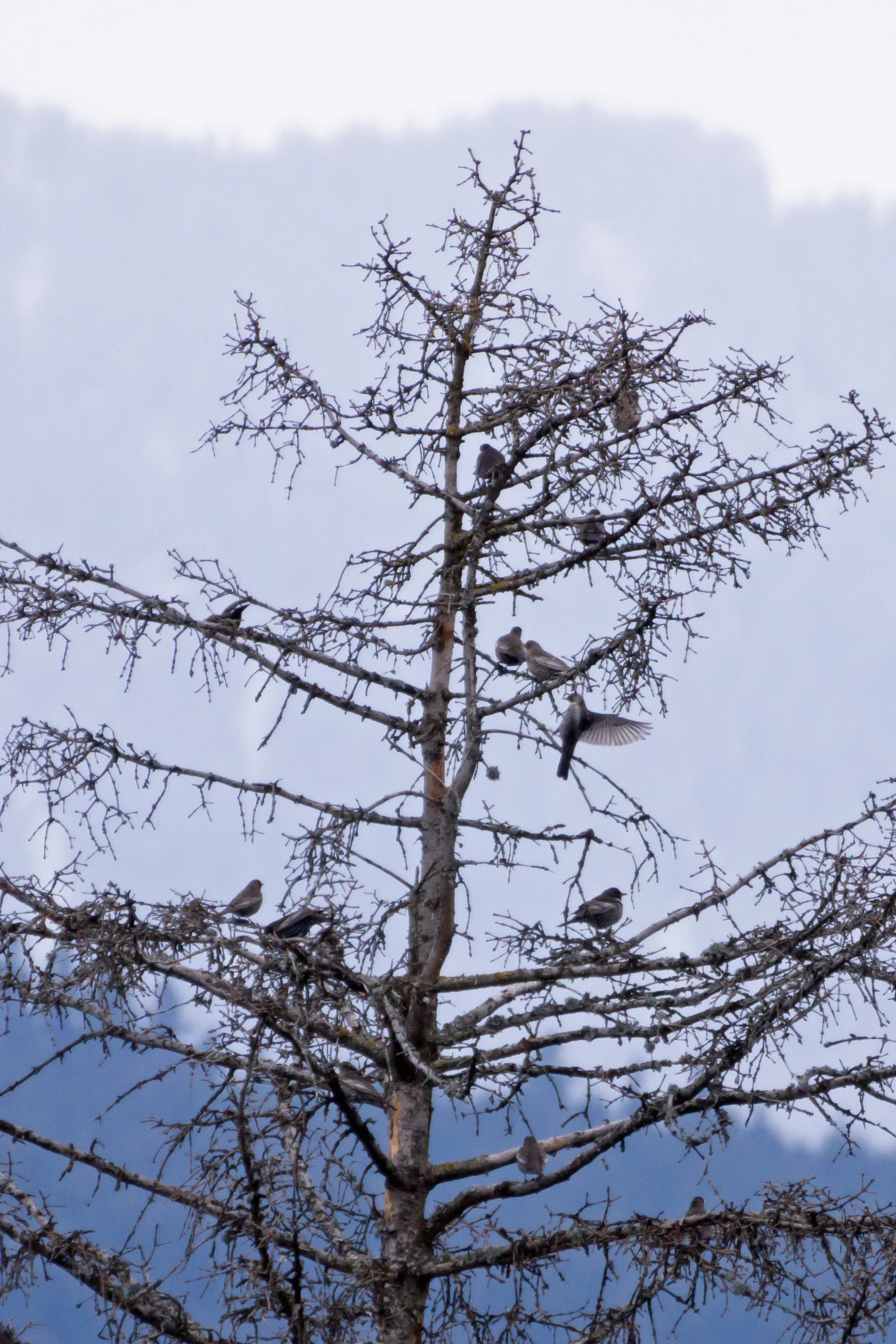 Ring Ouzels, Predeal, Romania — photo by Jim Bennett