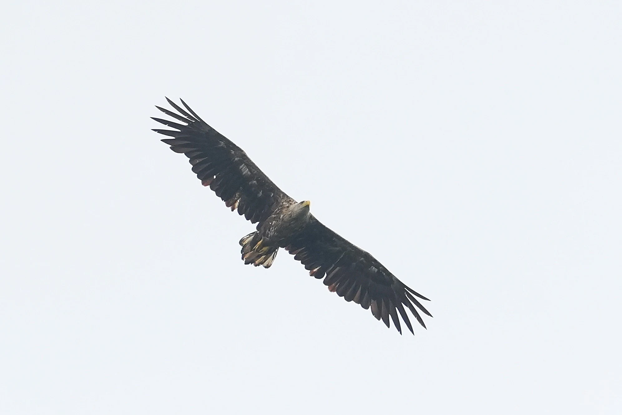 White-tailed Eagle, Danube Delta, Romania — photo by Jim Bennett
