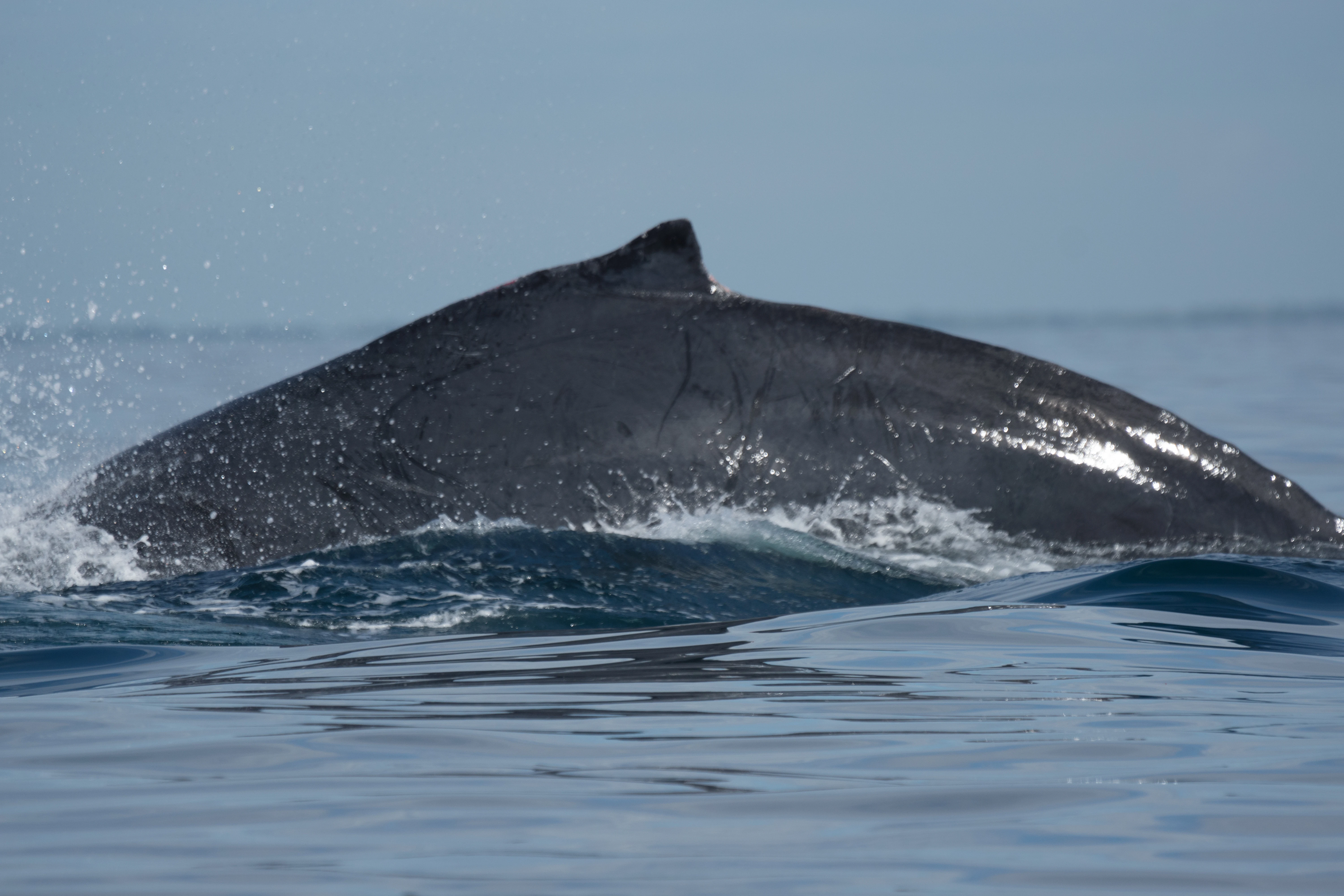 Humpback Whale, San Blas, Nayarit, Mexico — photo by Jim Bennett