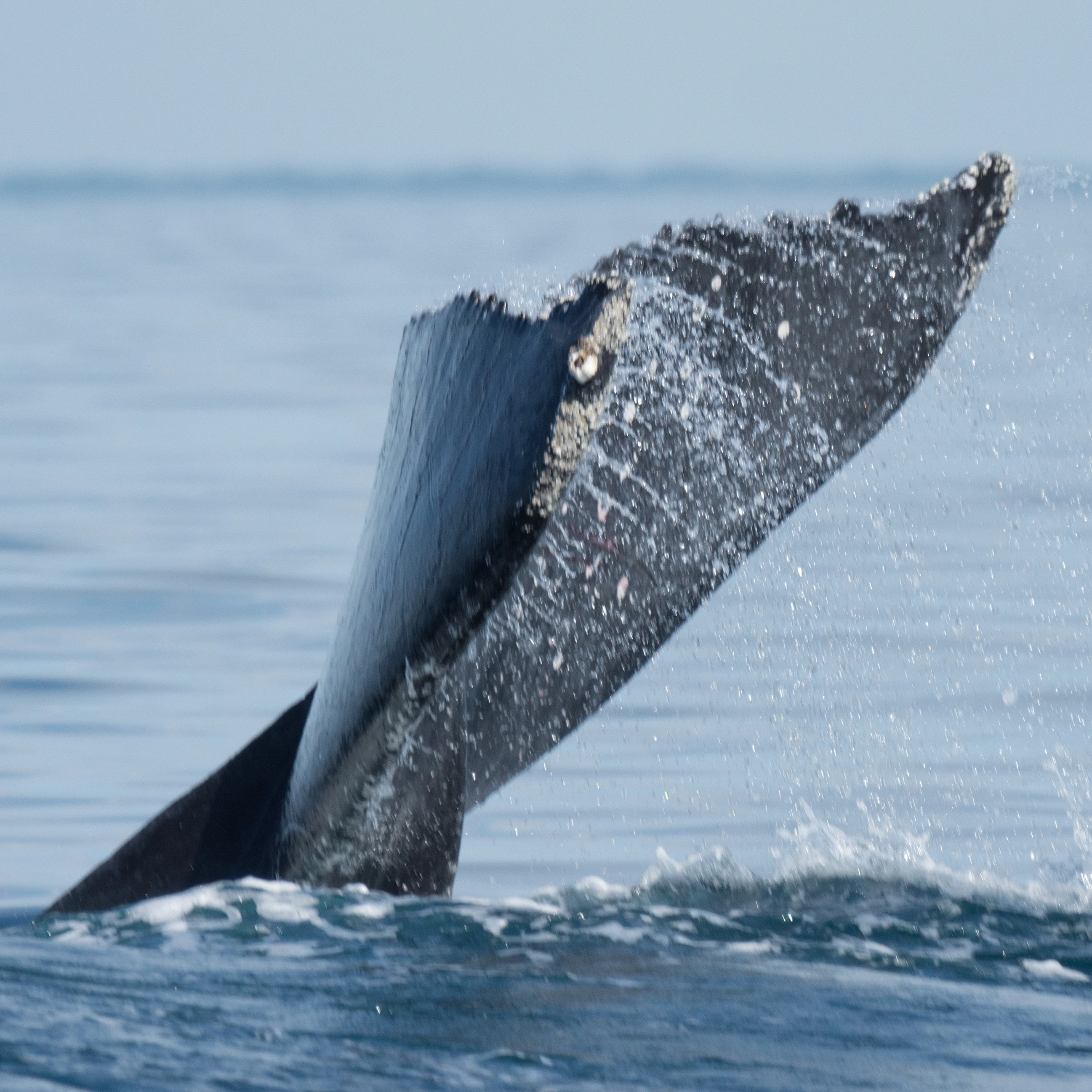Humpback Whale, San Blas, Nayarit, Mexico — photo by Jim Bennett
