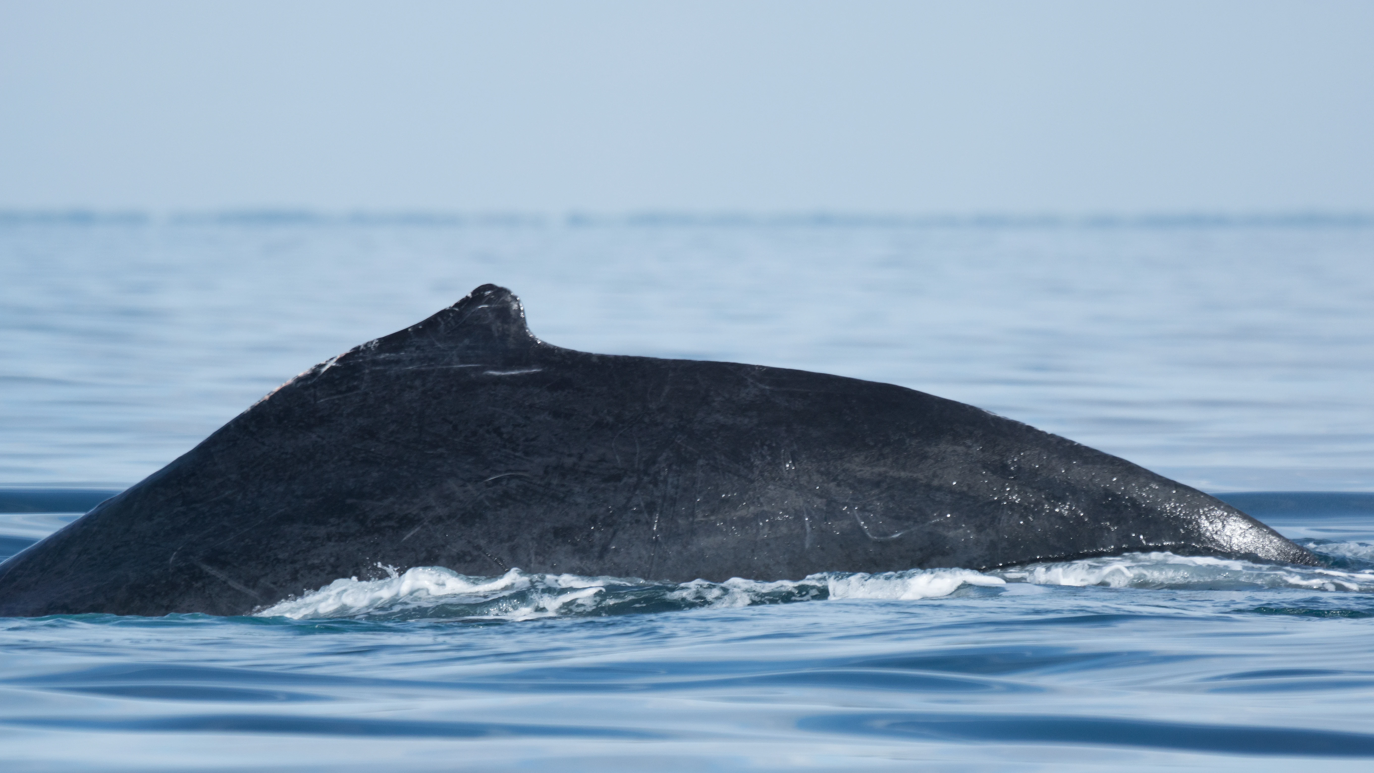 Humpback Whale, San Blas, Nayarit, Mexico — photo by Jim Bennett