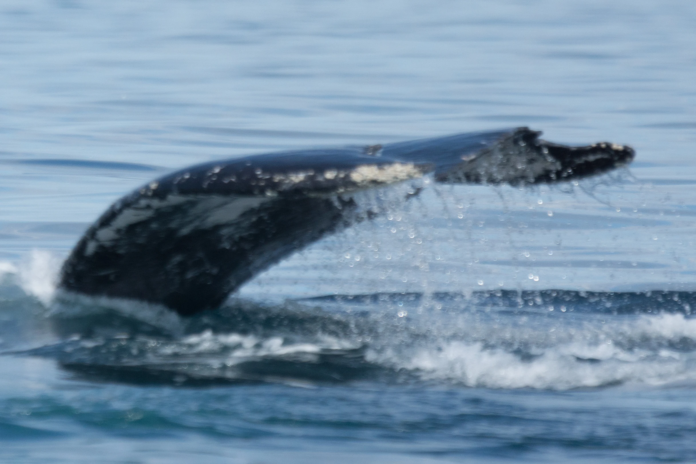 Humpback Whale, San Blas, Nayarit, Mexico — photo by Jim Bennett