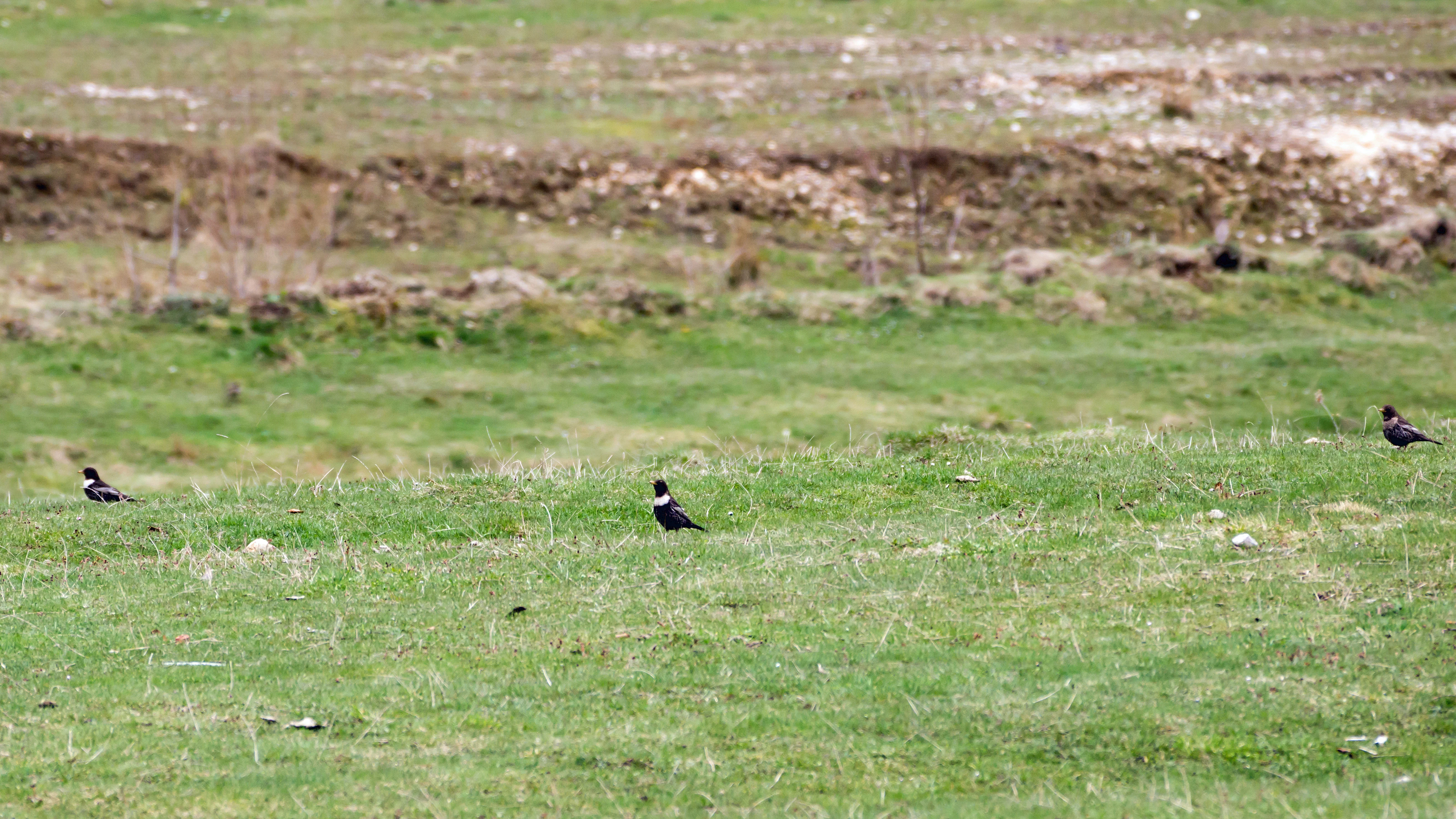 Ring Ouzels, Predeal, Romania — photo by Jim Bennett