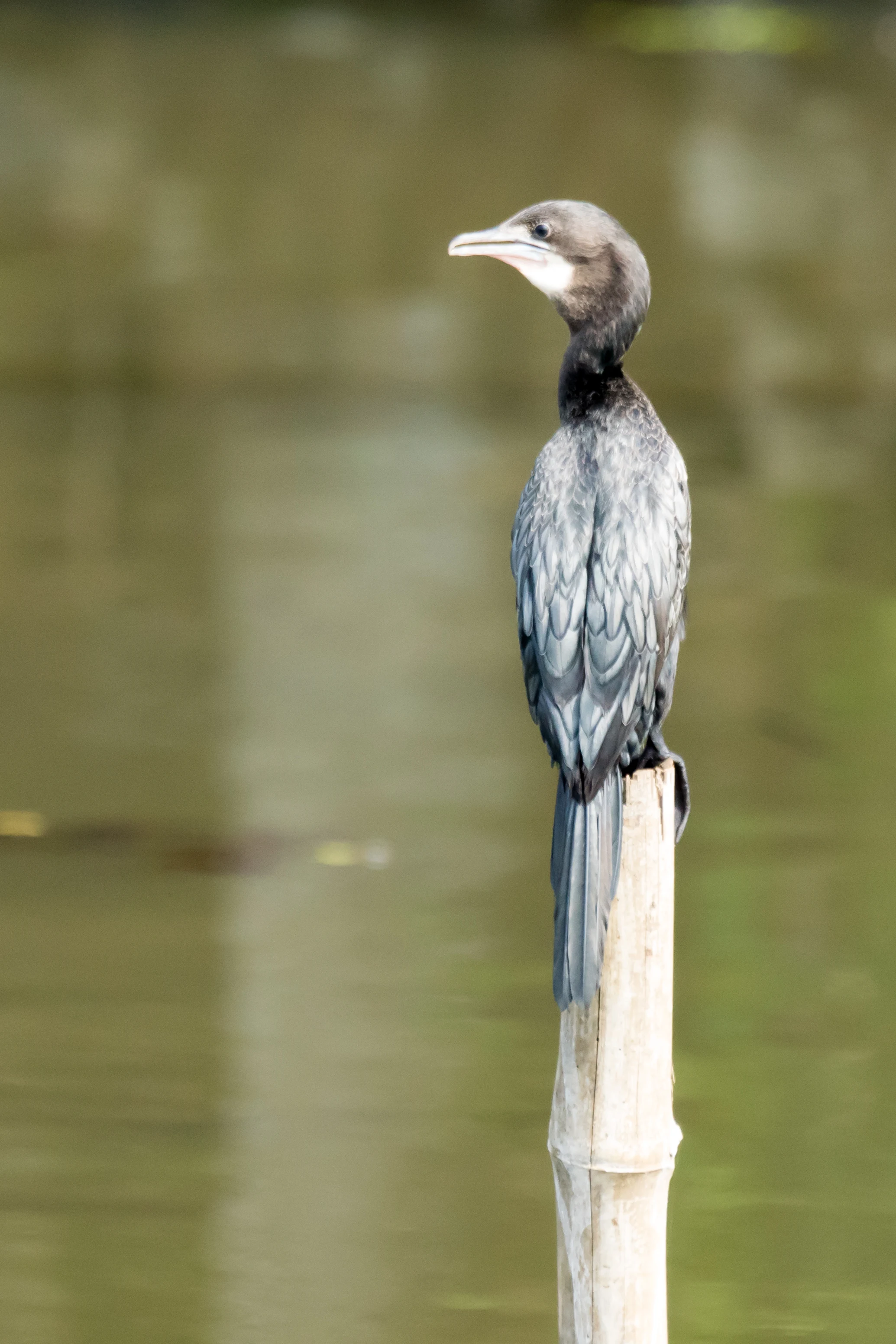 Little Cormorant, Kerala Backwaters, Kerala, India — photo by Jim Bennett