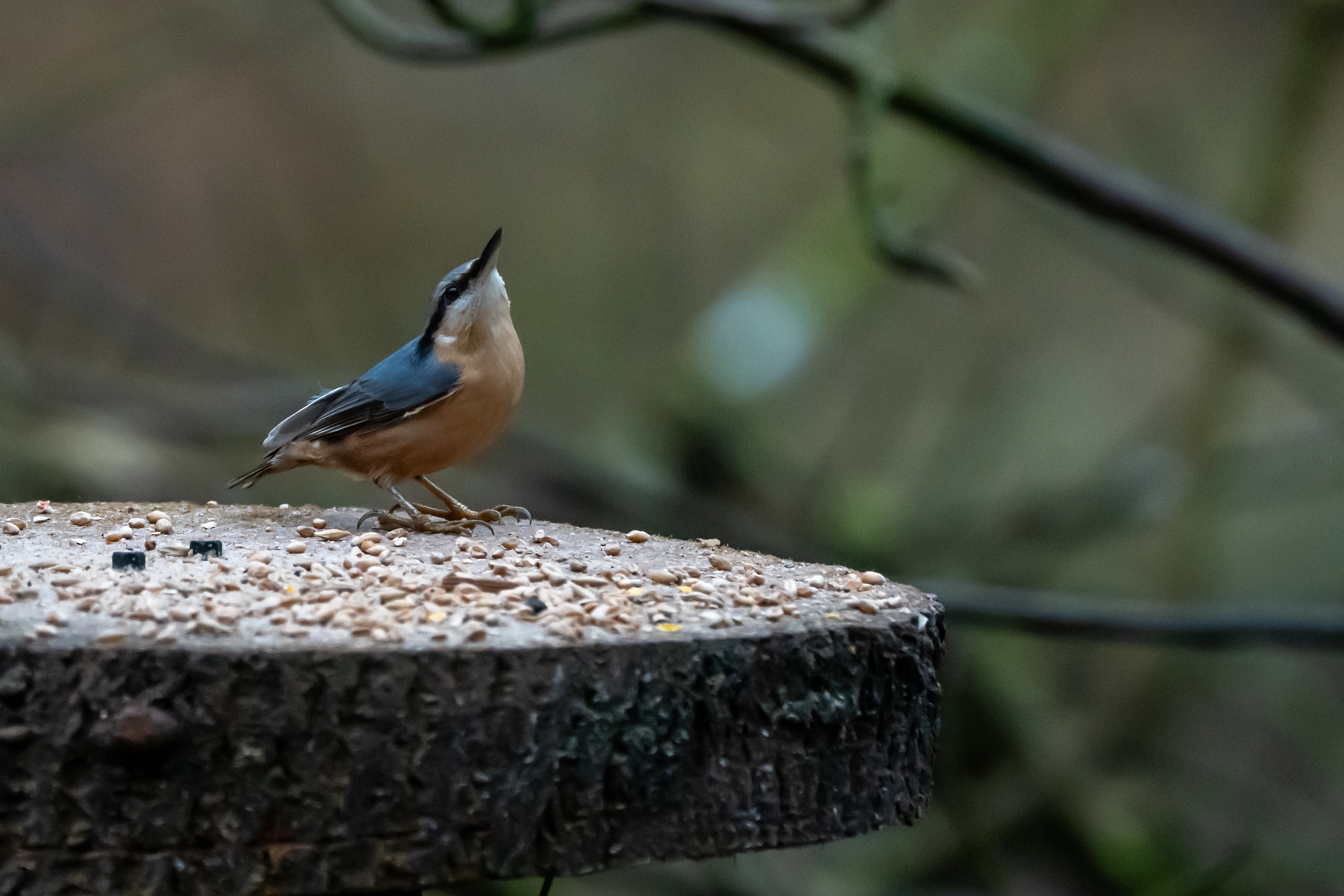 Nuthatch, Forge Valley Woods, Yorkshire, UK — photo by Jim Bennett
