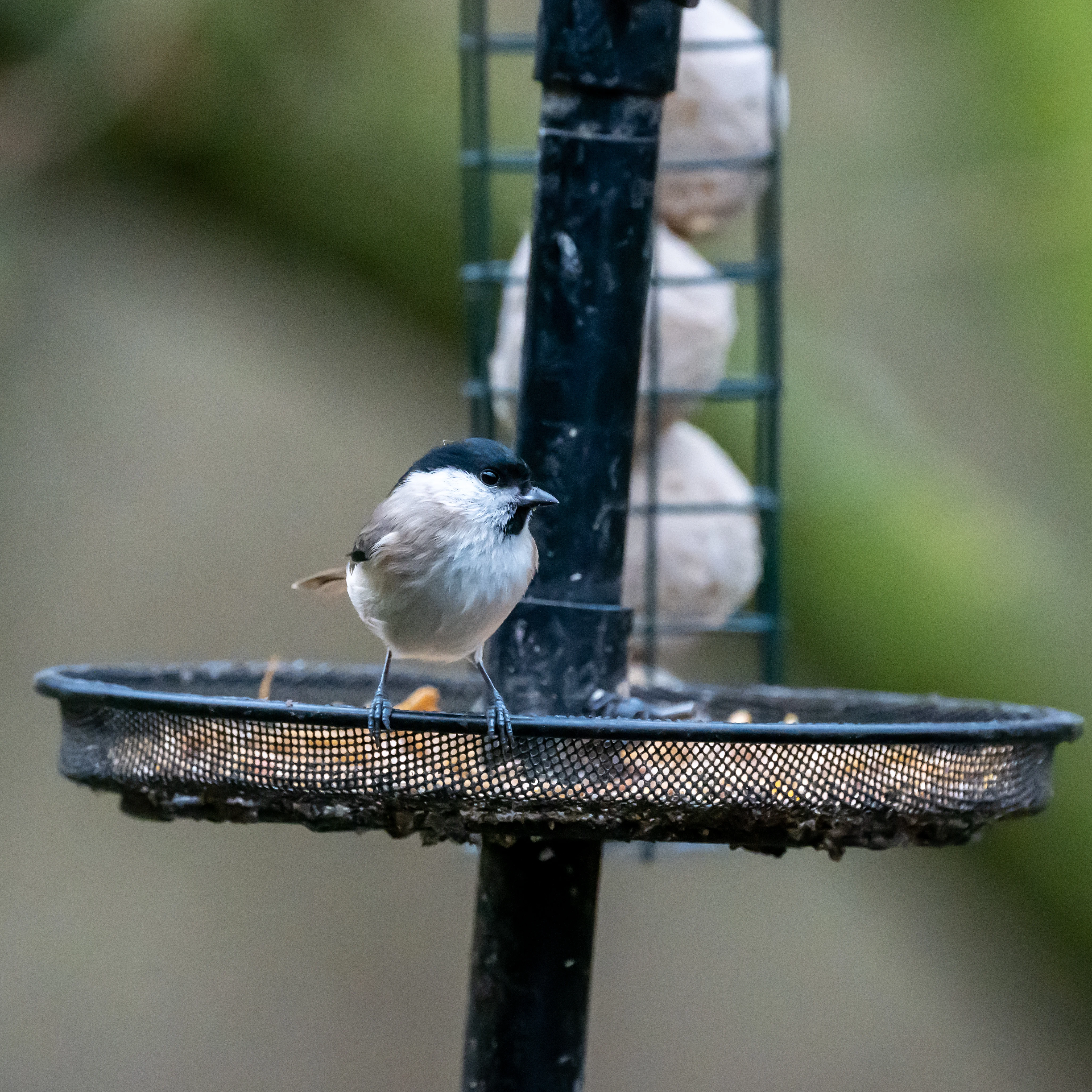 Marsh Tit, Forge Valley Woods, Yorkshire, UK — photo by Jim Bennett