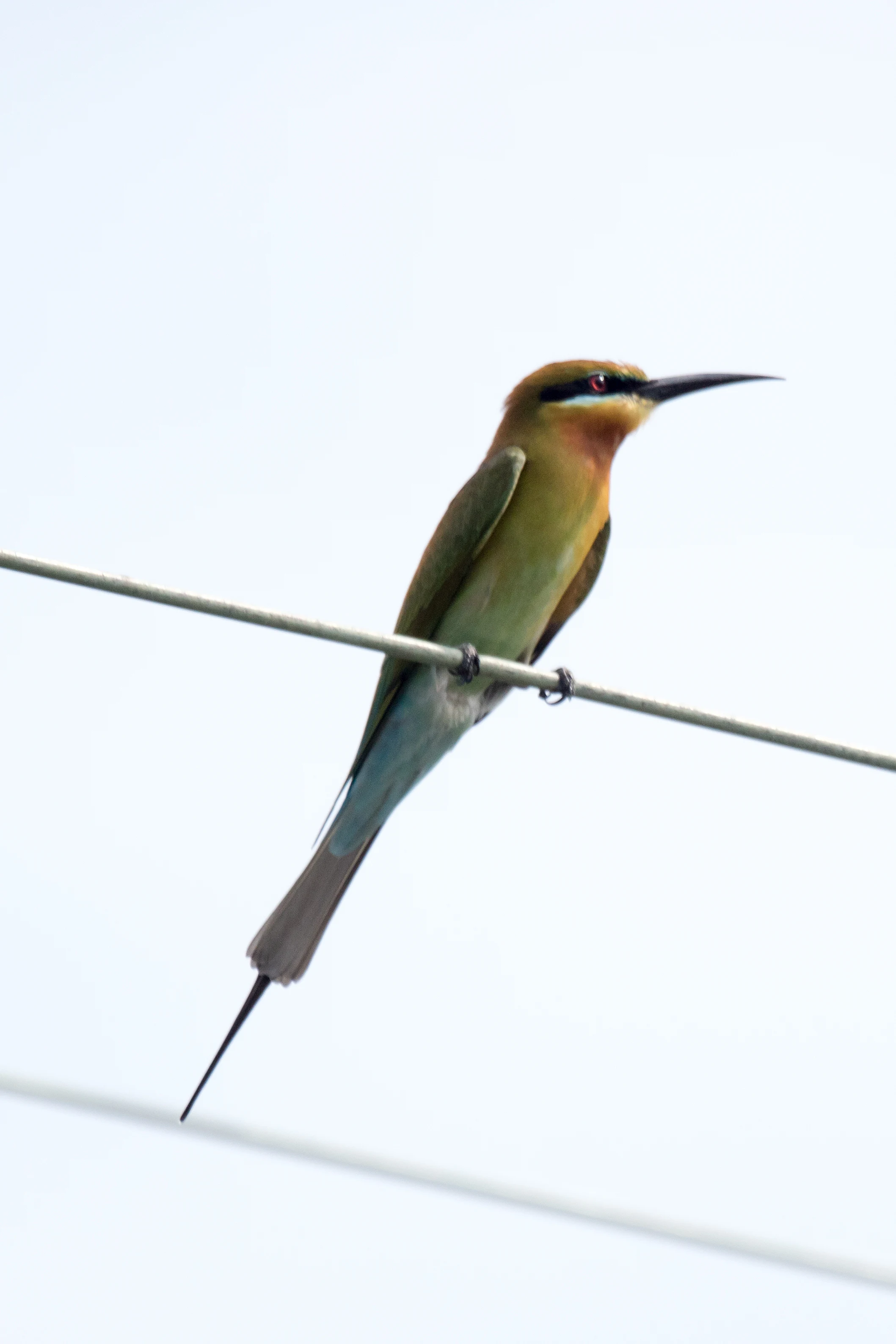 Blue-tailed Bee-eater, Kerala Backwaters, Kerala, India — photo by Jim Bennett