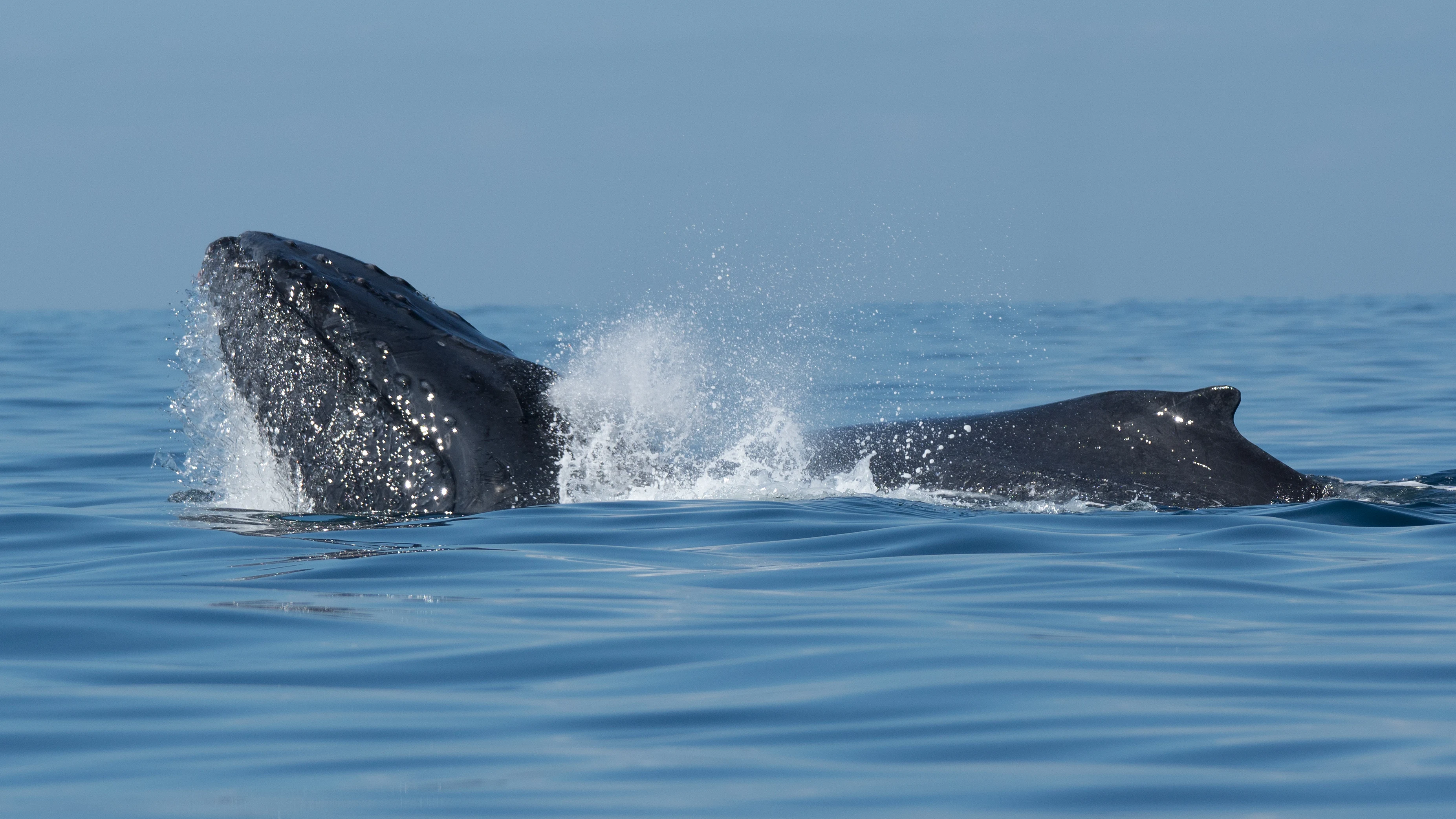 Humpback Whales, San Blas, Nayarit, Mexico — photo by Jim Bennett