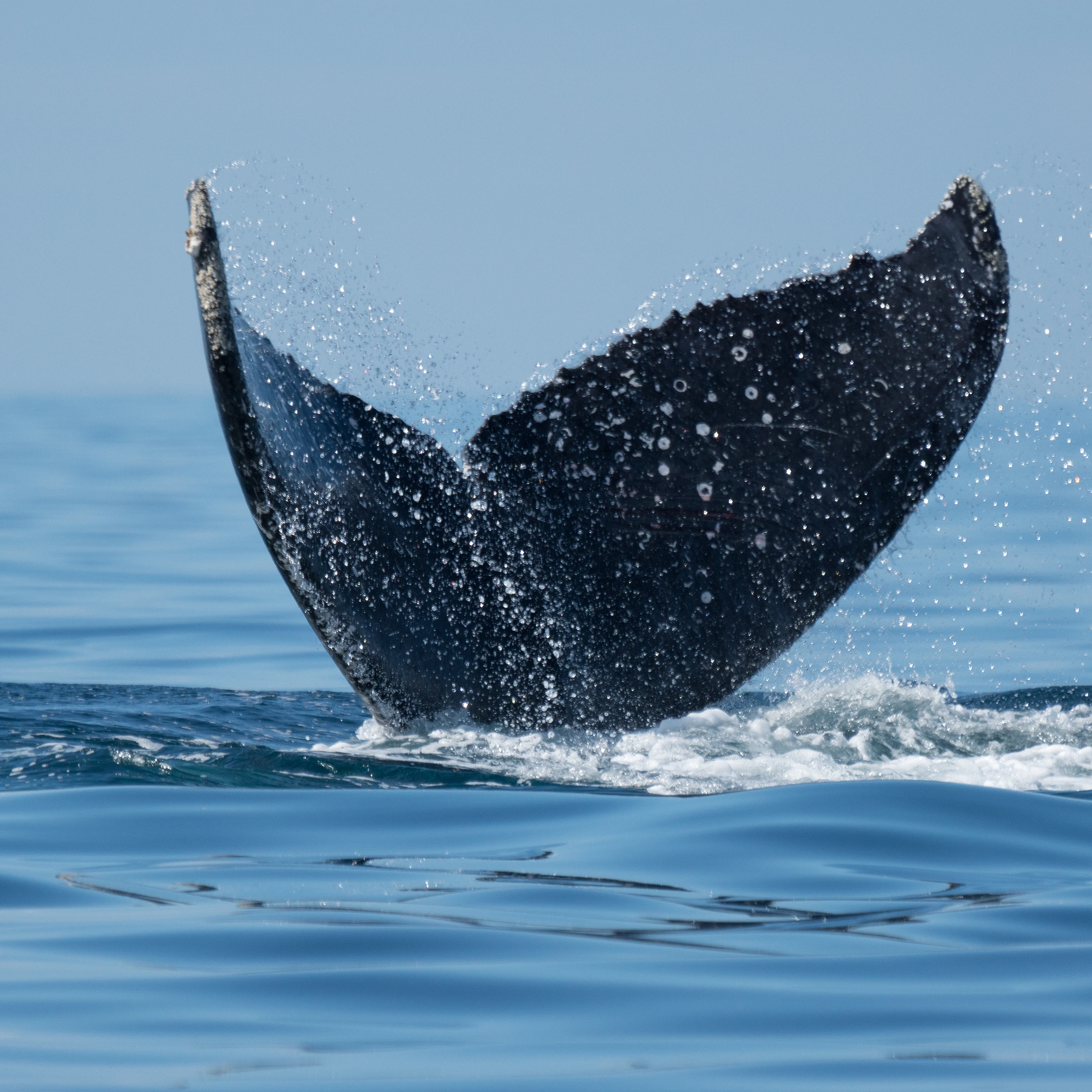 Humpback Whale, San Blas, Nayarit, Mexico — photo by Jim Bennett