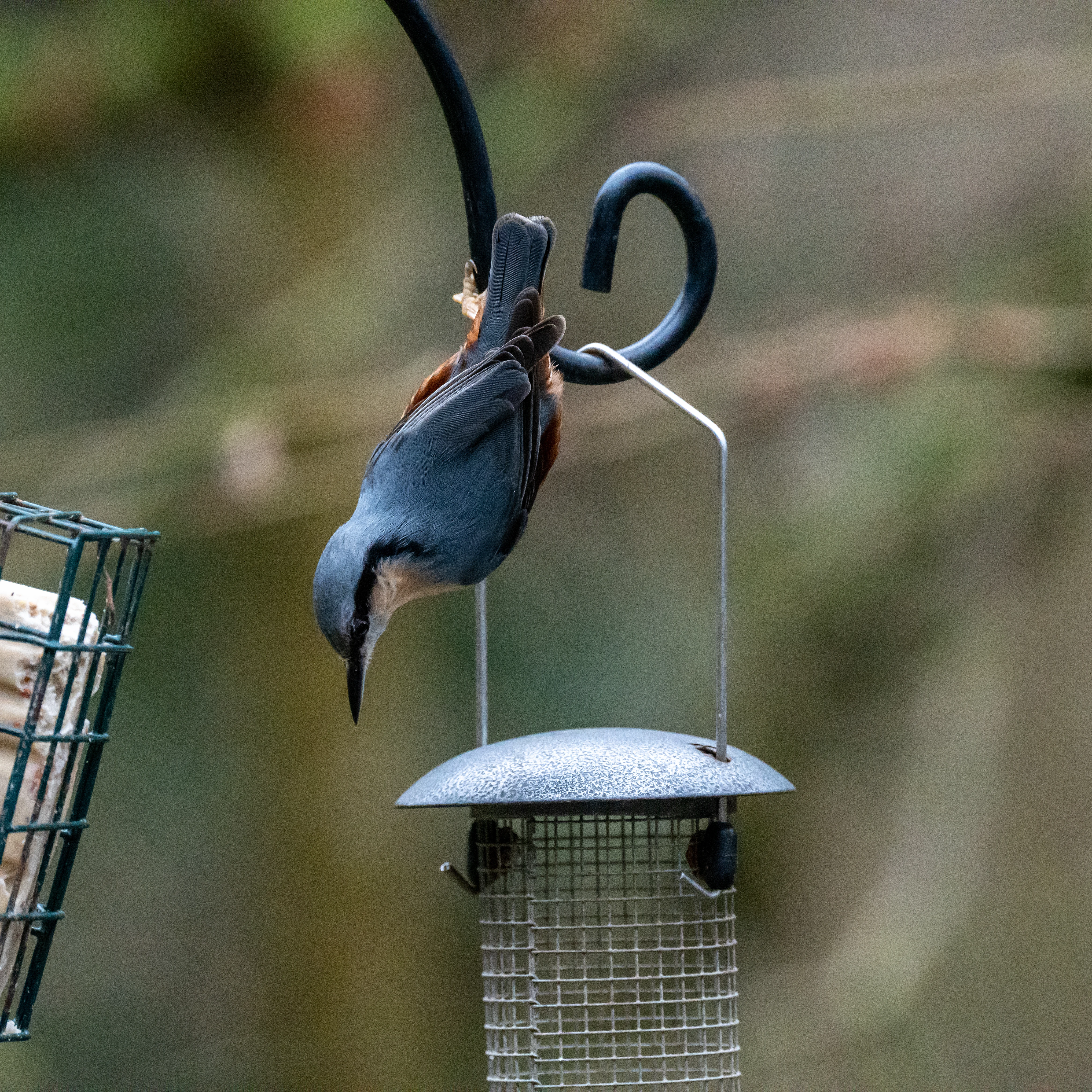Nuthatch, Forge Valley Woods, near Scarborough, Yorkshire, UK — photo by Jim Bennett