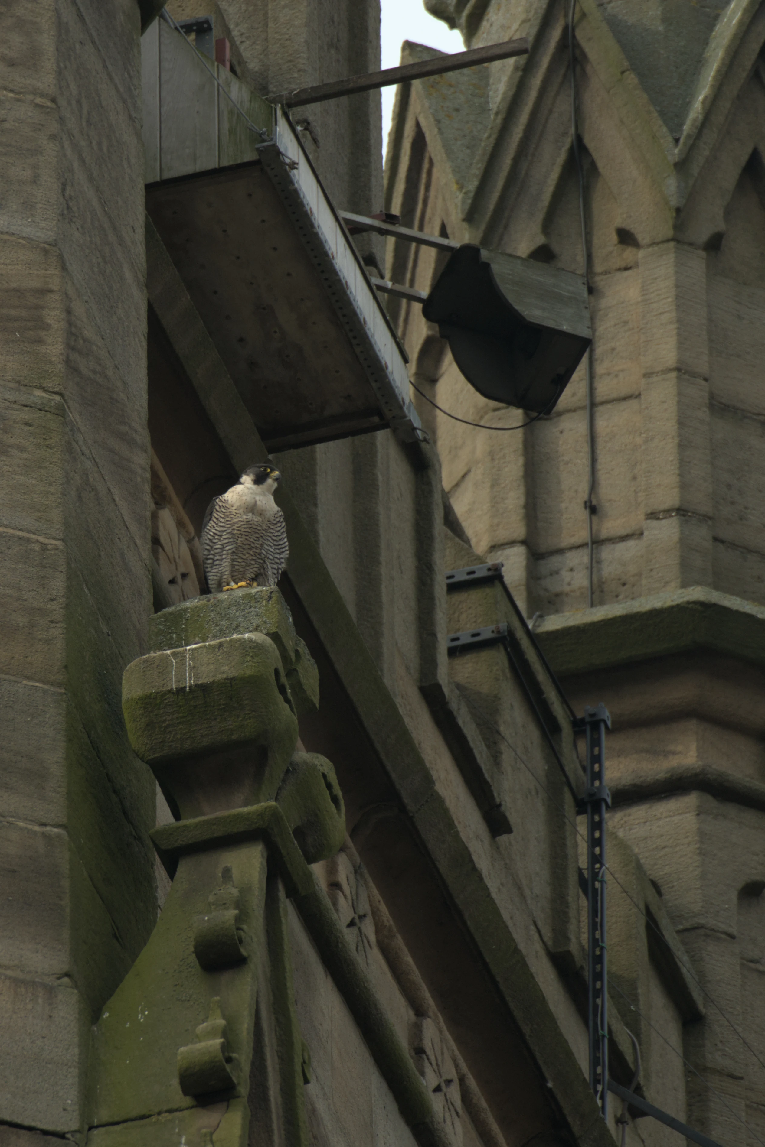 Peregrine Falcon, St George's Church, Yorkshire, UK — photo by Jim Bennett