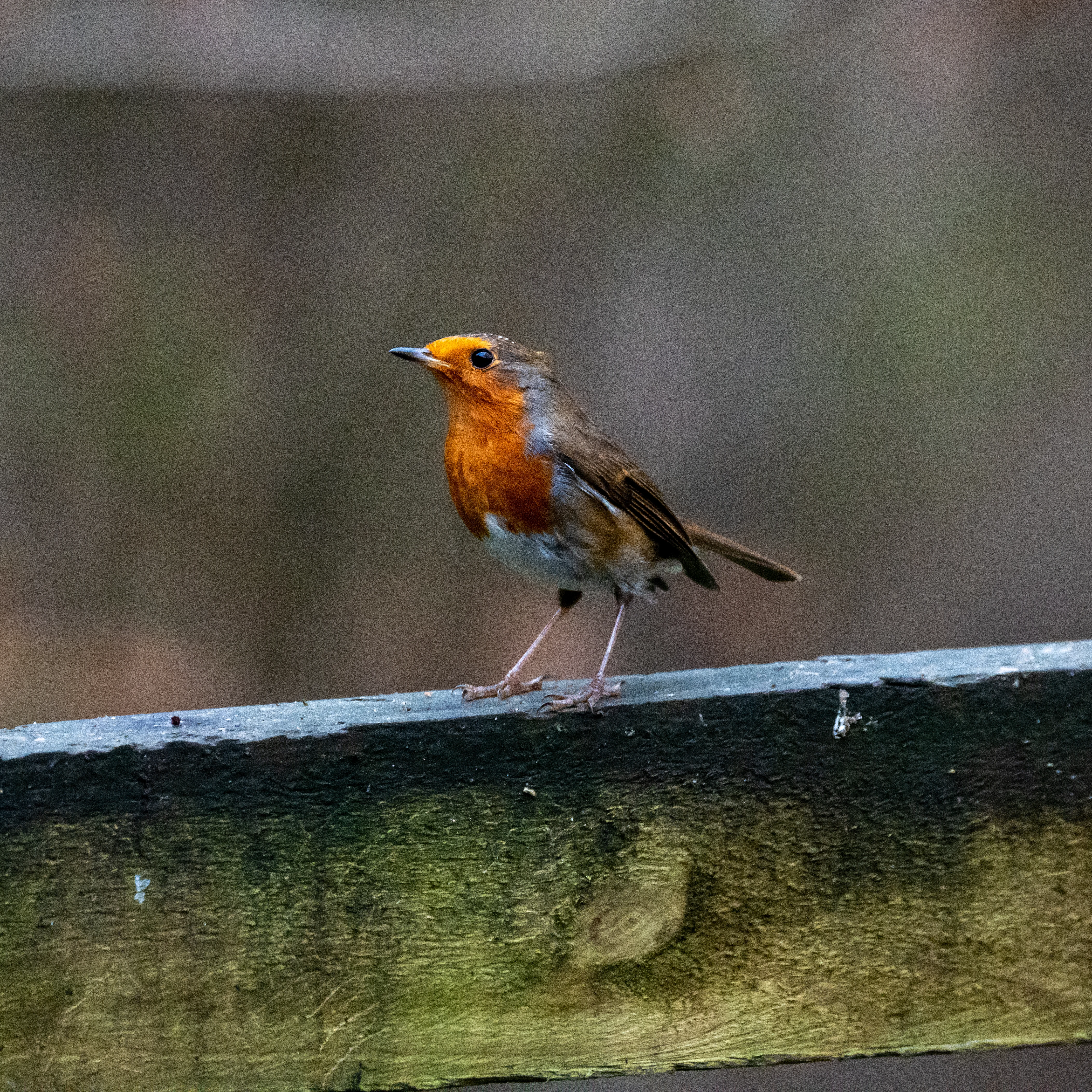 Robin, Forge Valley Woods, Yorkshire, UK — photo by Jim Bennett