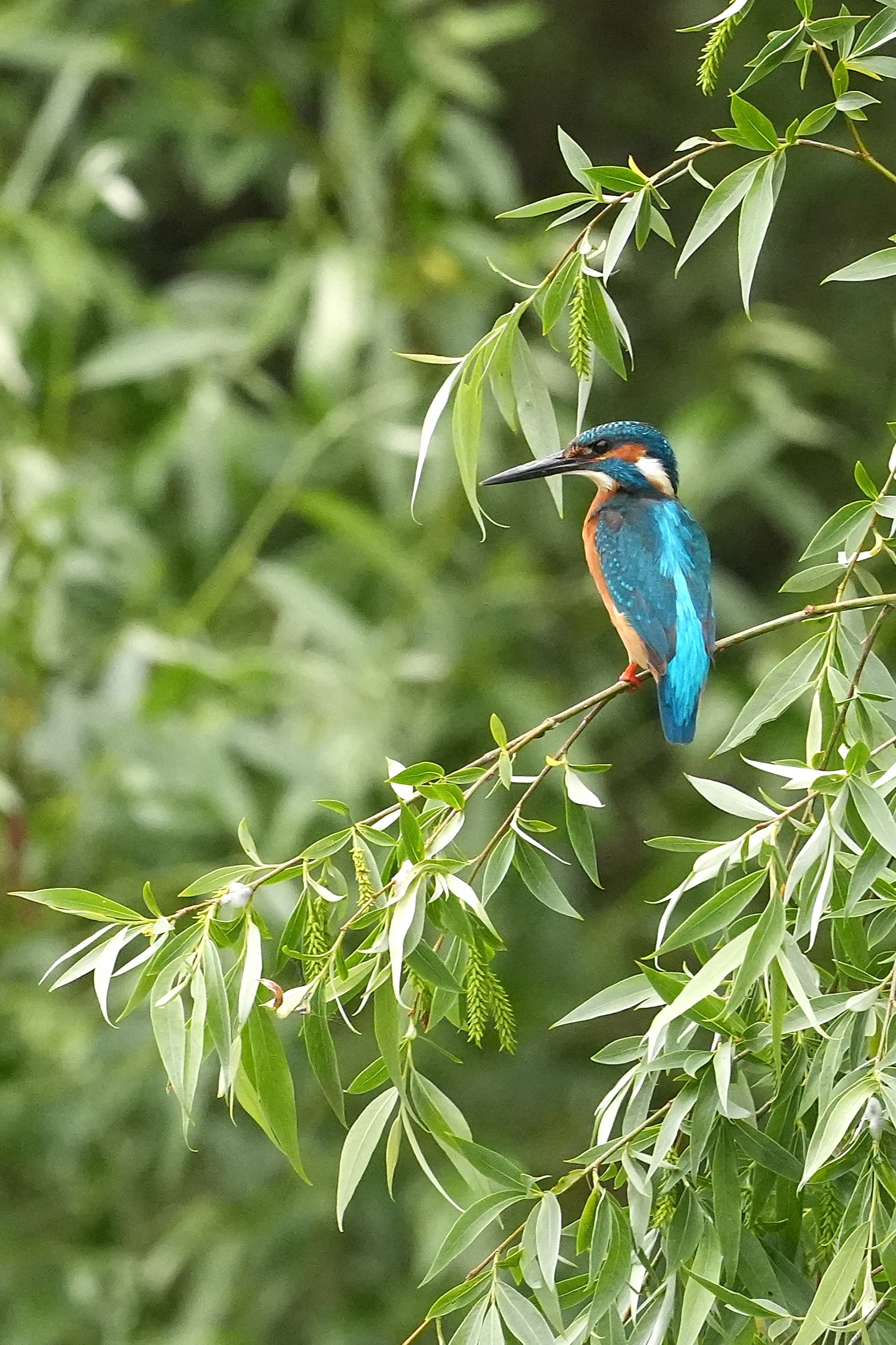 Common Kingfisher, Danube Delta, Romania — photo by Jim Bennett